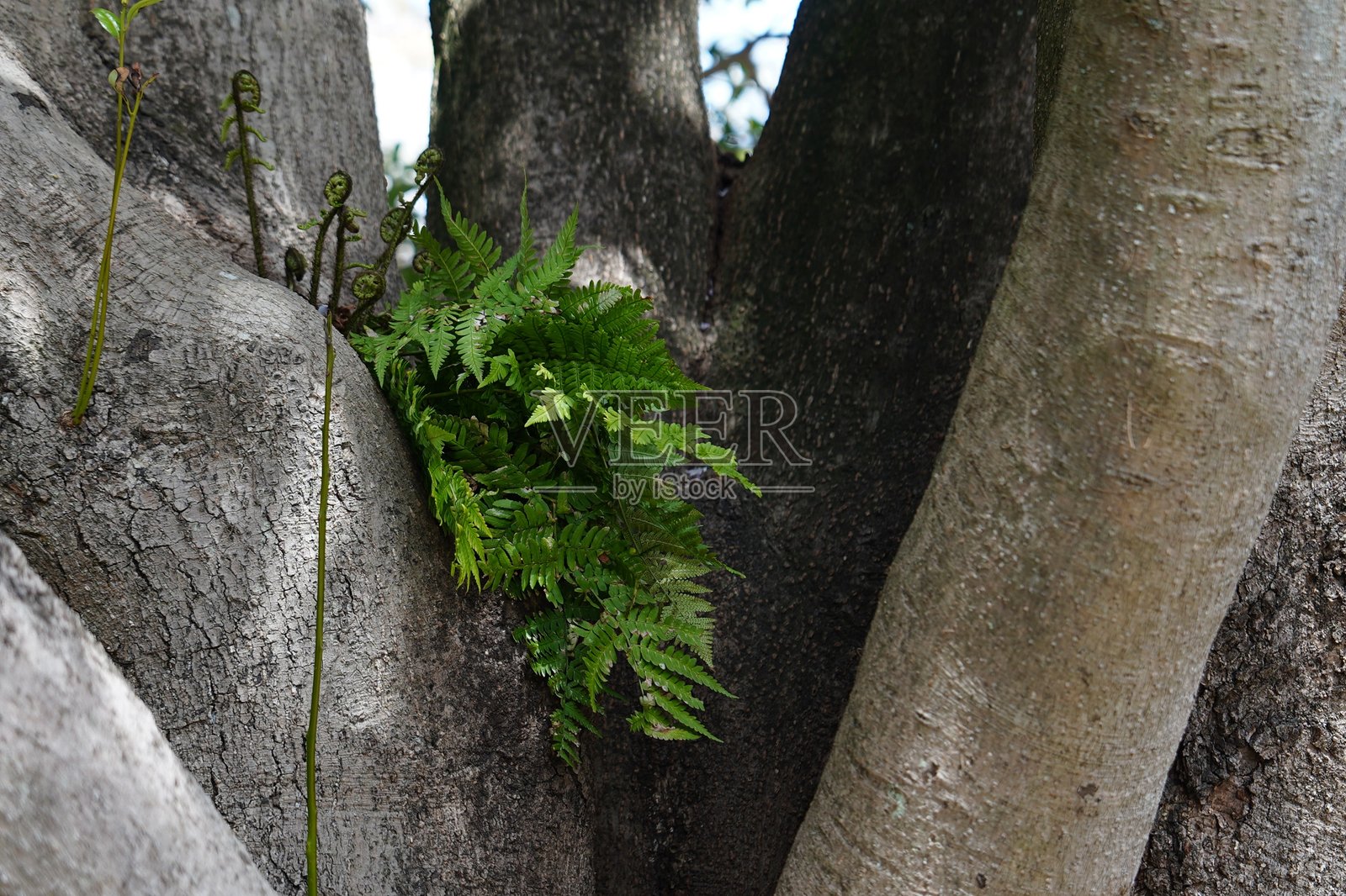 绿色蕨类植物叶子在自然森林环境中生长于树枝和树皮之间照片摄影图片