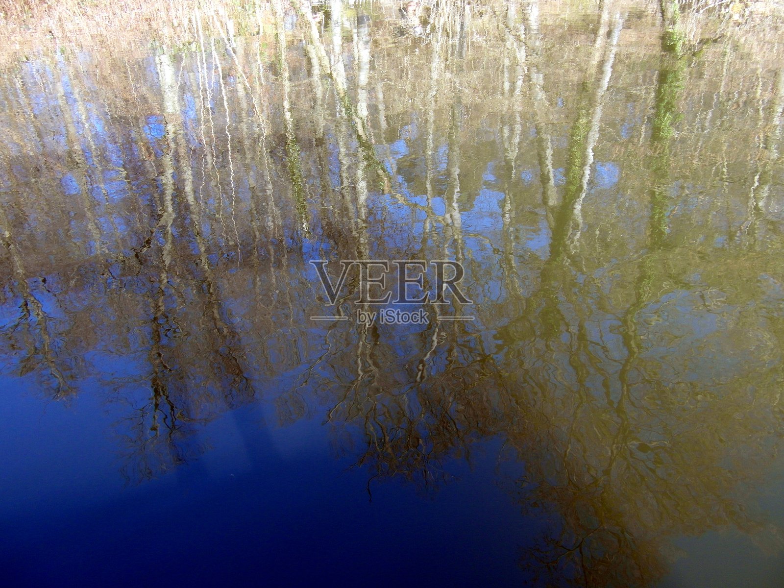 春天的风景在布鲁塞尔的红修道院湖中倒映照片摄影图片