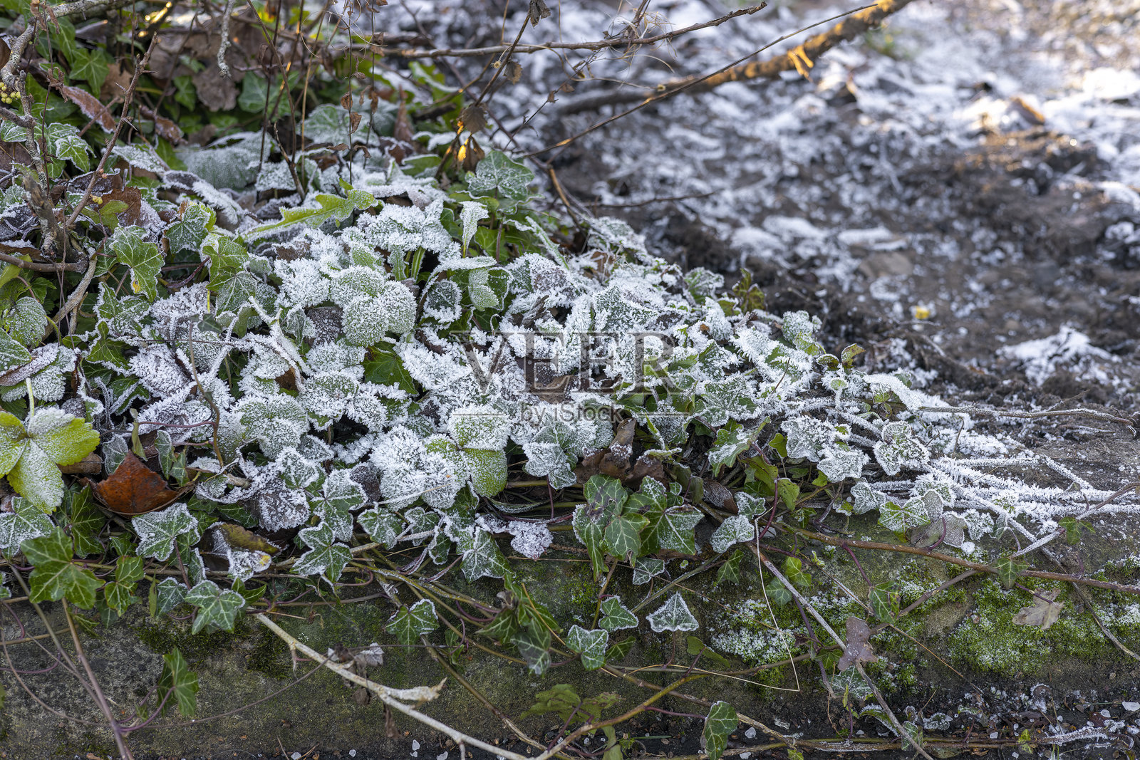 冬季霜冻覆盖的常春藤叶子和地被植物照片摄影图片