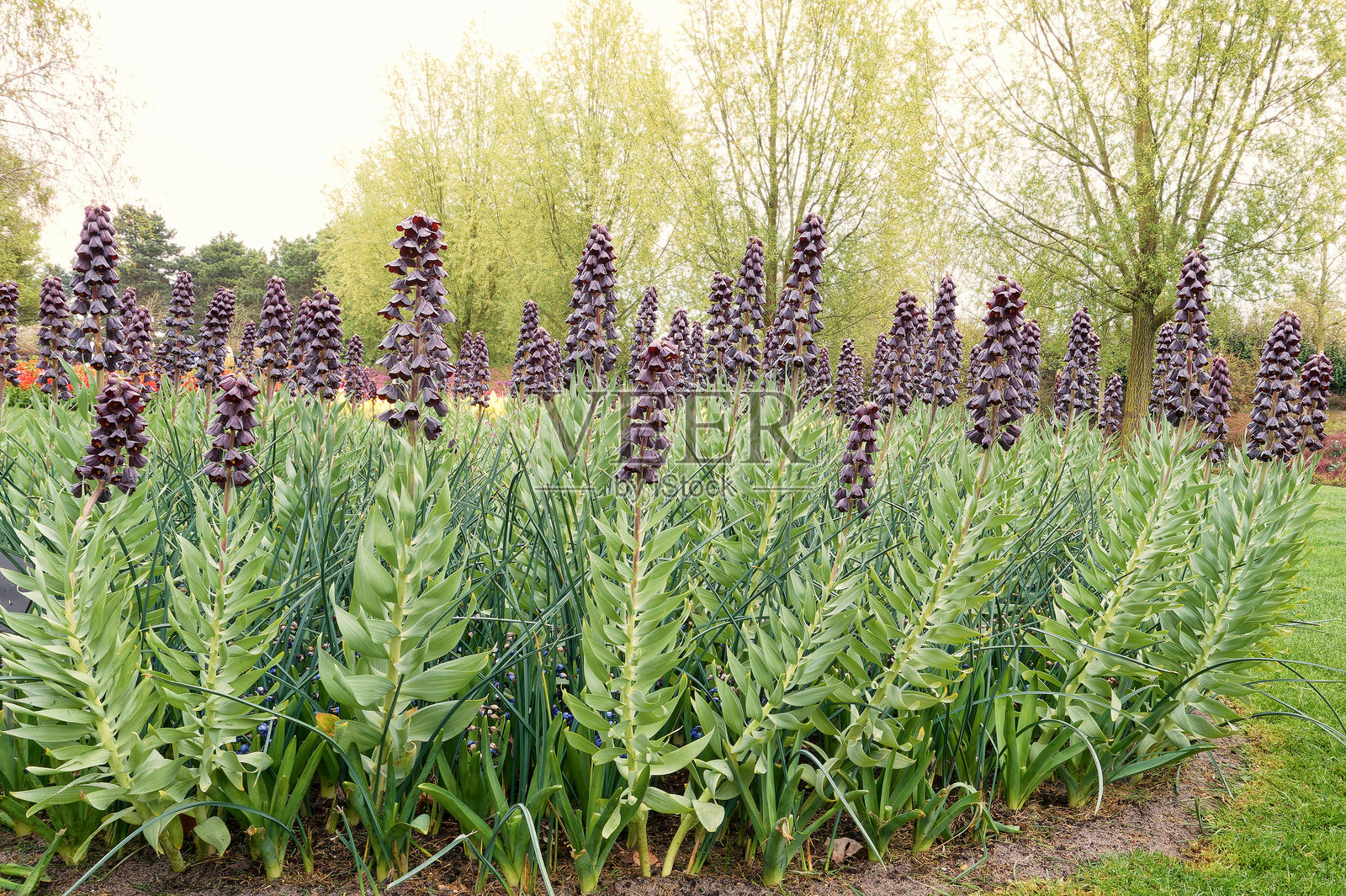 春季花园中高大的紫色波斯百合花盛开，周围绿意盎然，光线柔和。照片摄影图片
