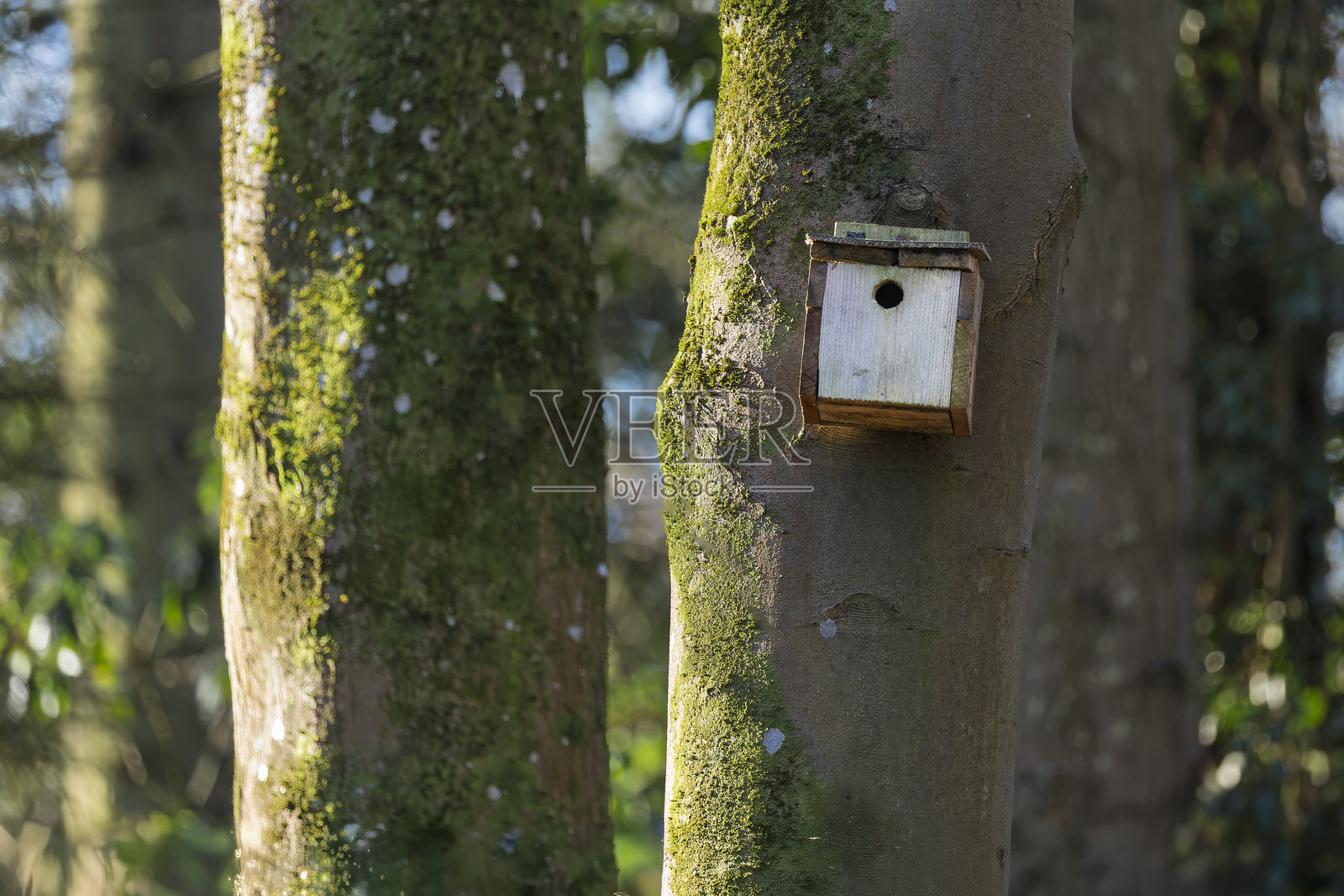 乡村风格的自制天然木鸟屋，位于森林树干上的鸟巢箱照片摄影图片