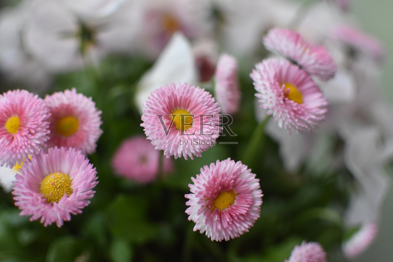 特写粉色雏菊照片摄影图片