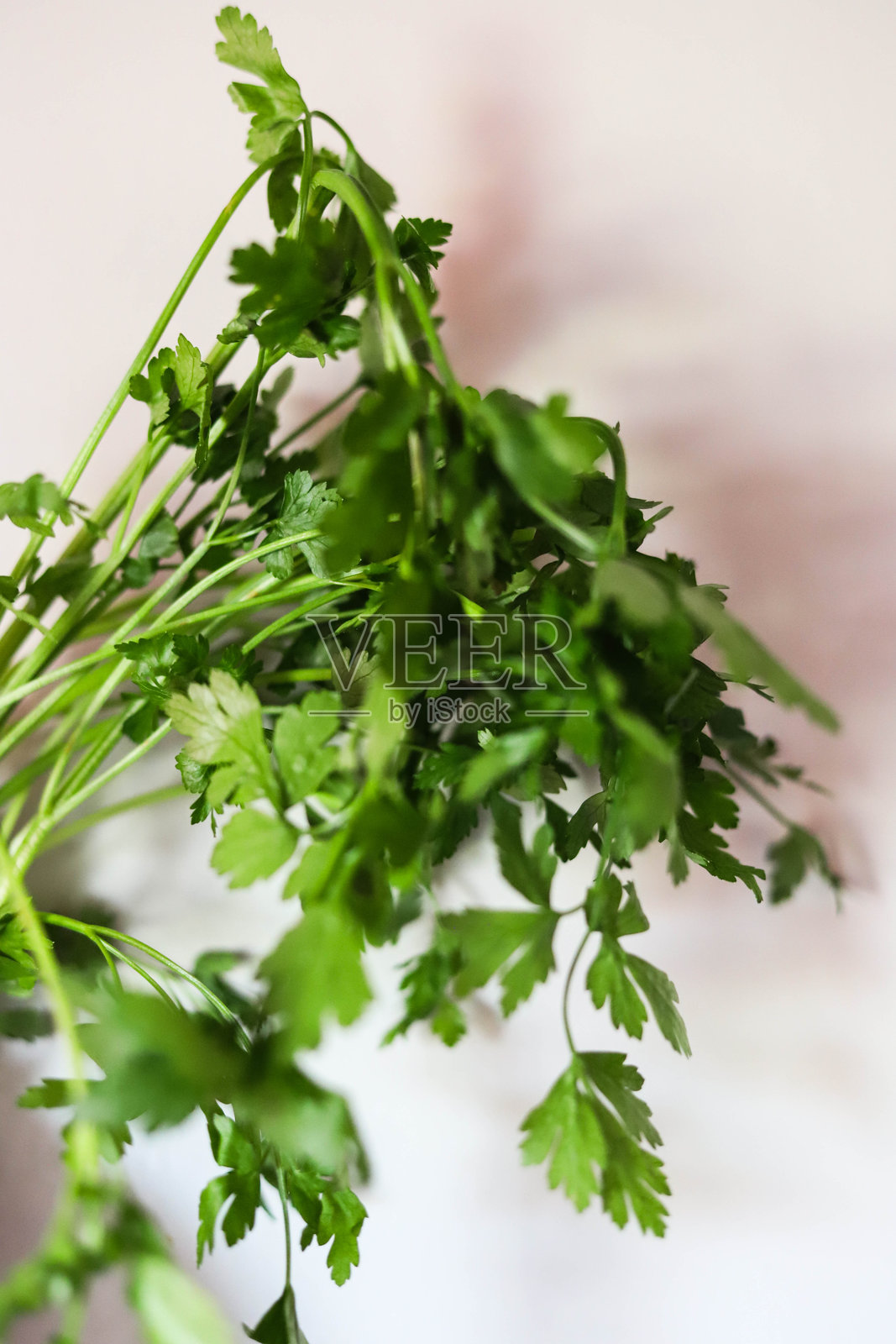 新鲜的香 parsley 叶子特写照片摄影图片