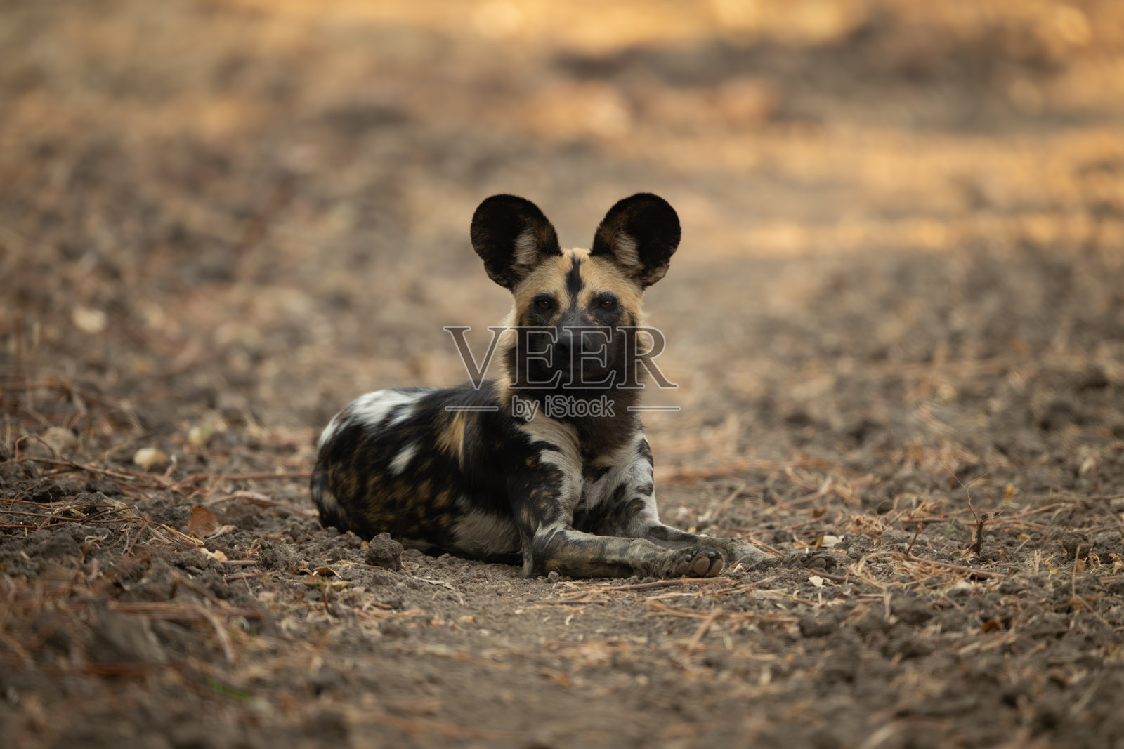 非洲野犬躺着注视着镜头照片摄影图片
