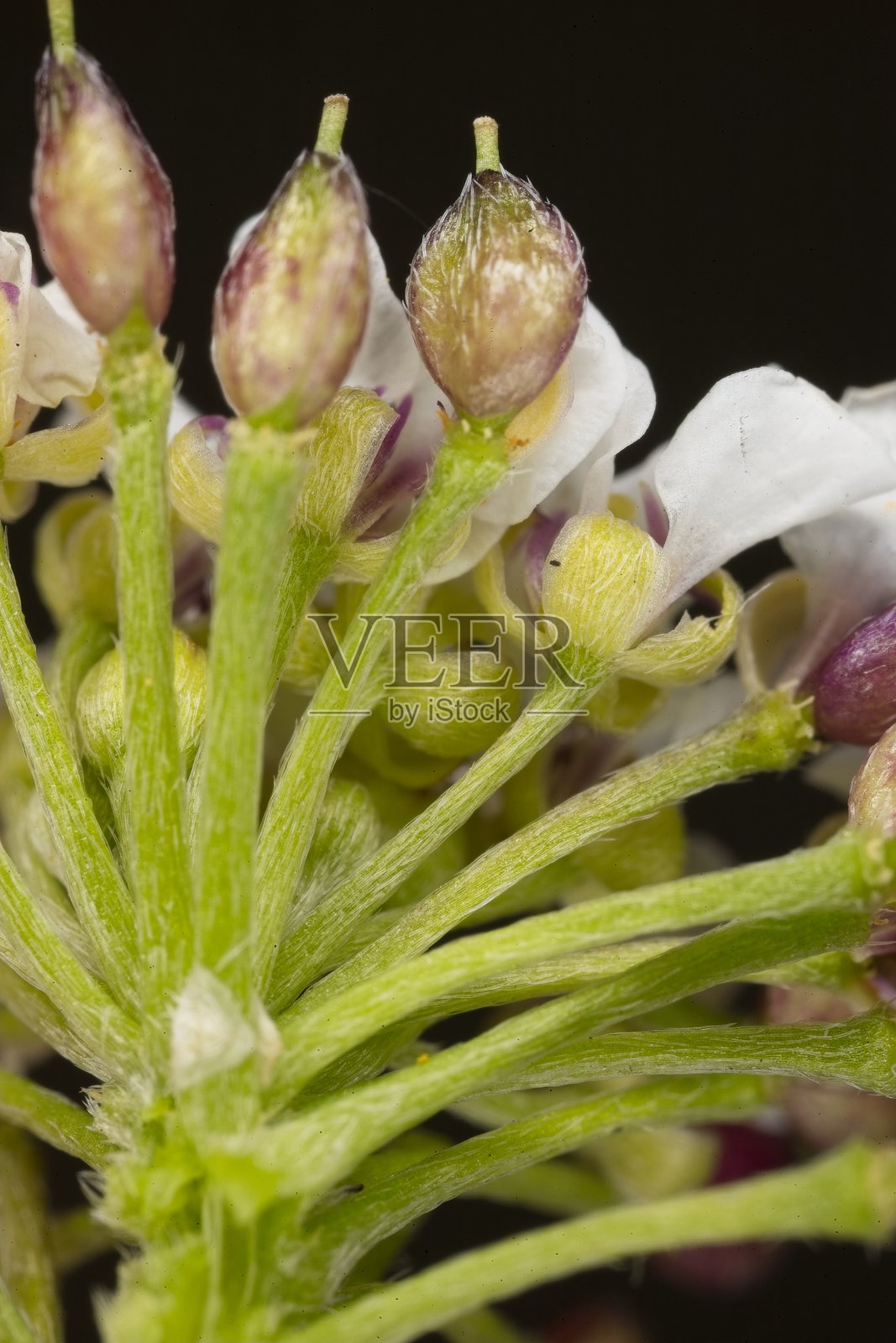 海洋紫菜种子照片摄影图片