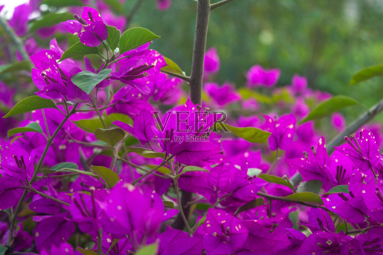 美丽的粉色九重葛花自然背景照片摄影图片