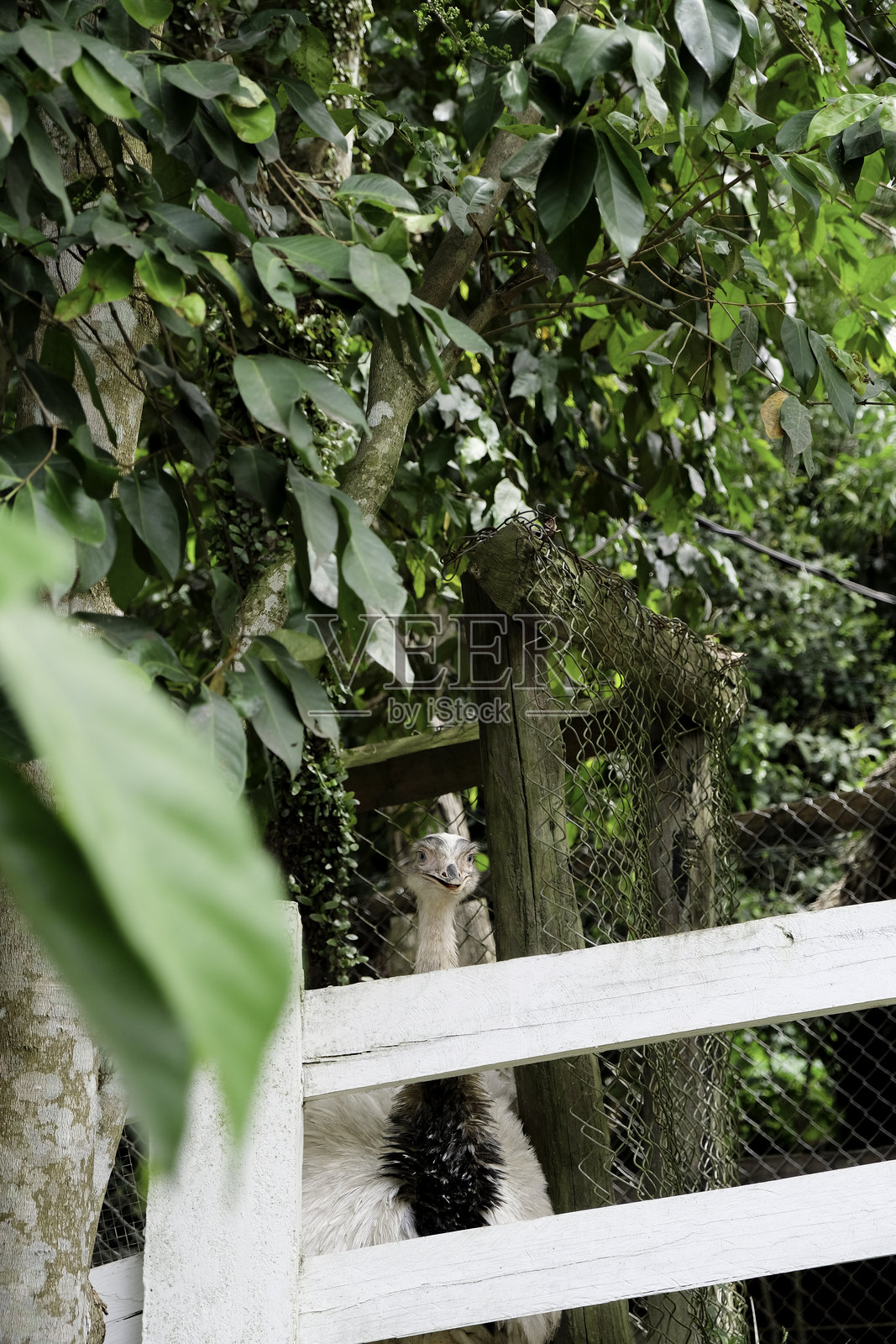 动物园里鸵鸟的特写视图。照片摄影图片