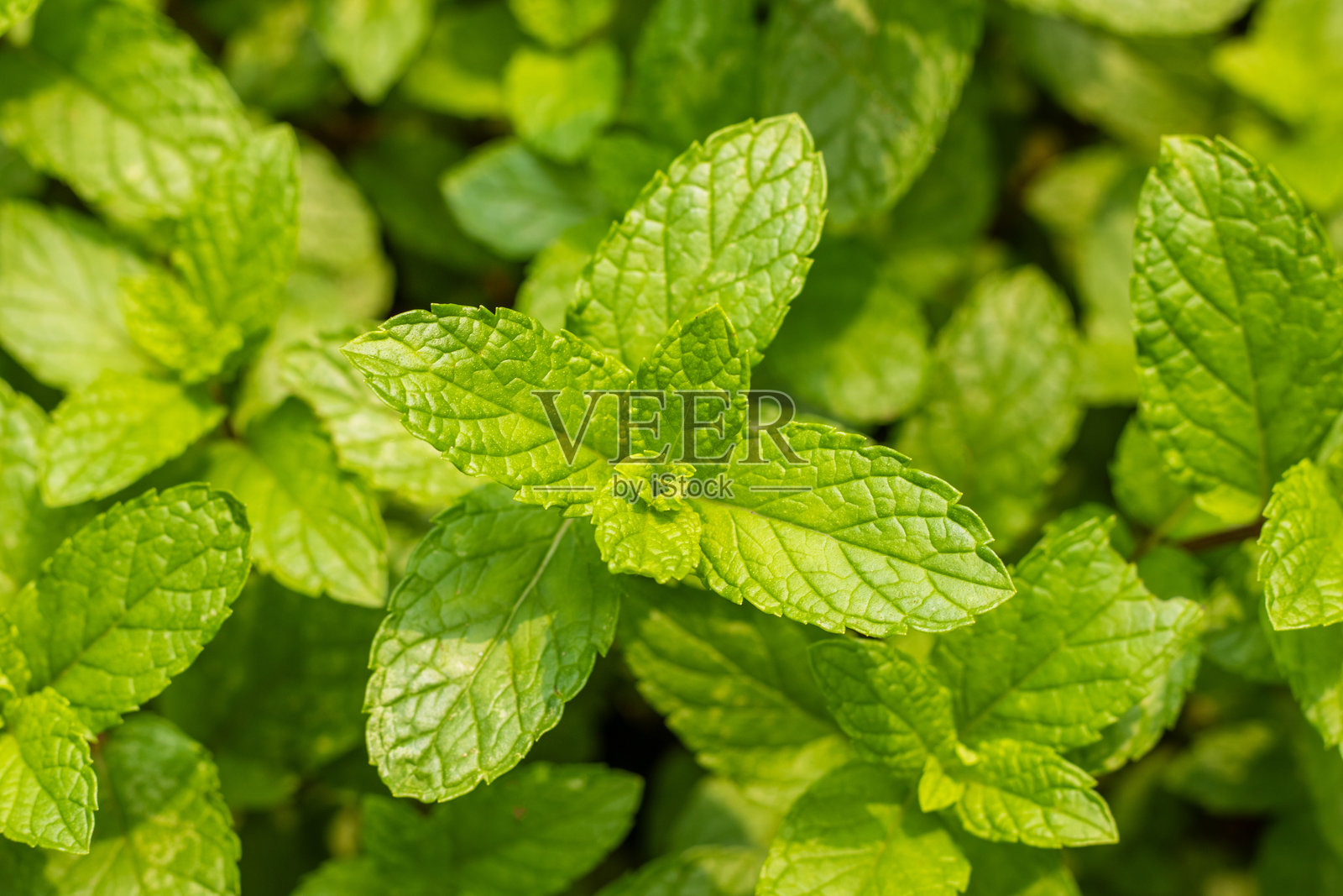 薄荷叶小巧、鲜艳的绿色，边缘锯齿状，散发着香气，味道清新、略带甜味，常用于茶饮、菜肴和装饰。照片摄影图片