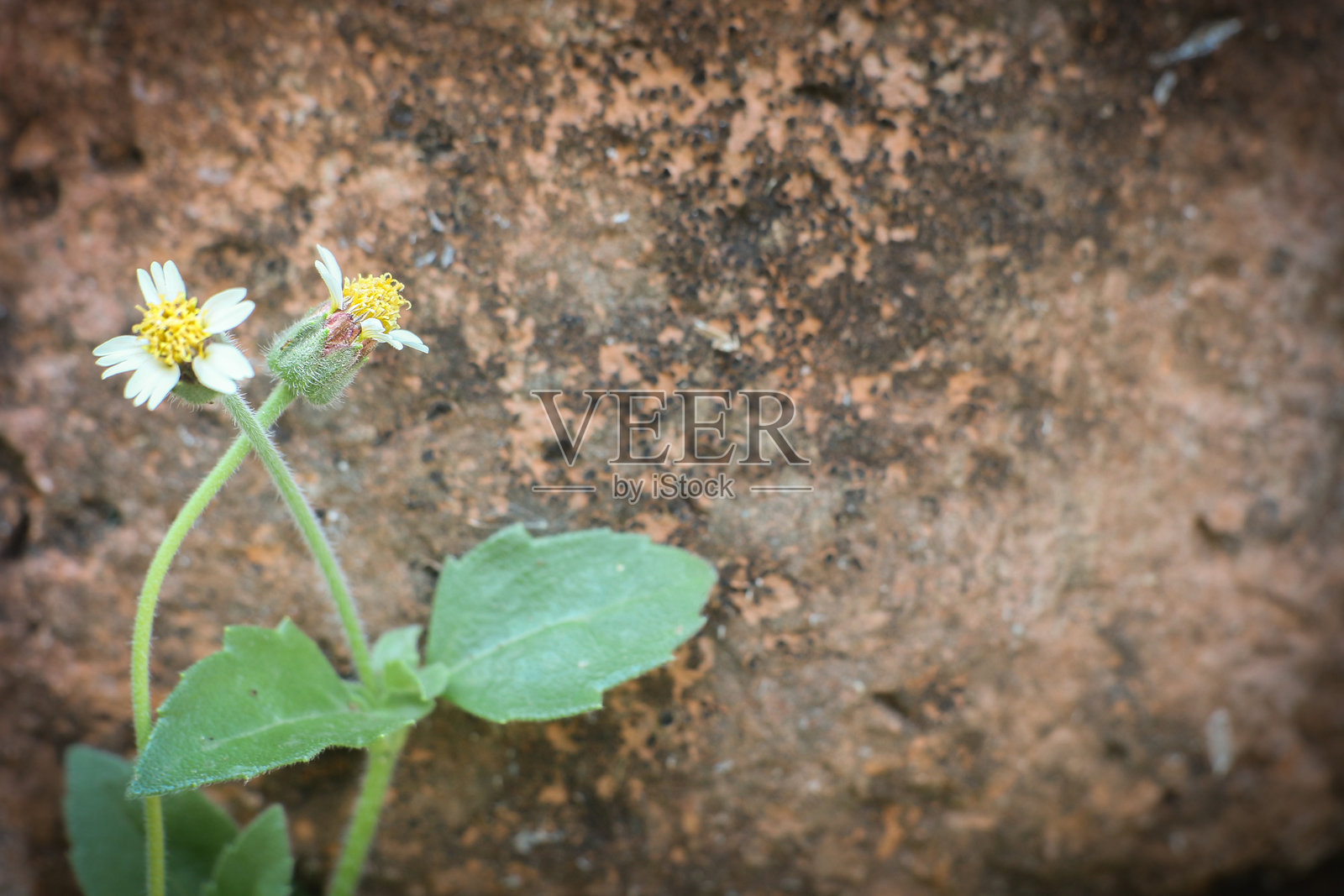 墙边的野菊花 复古自然场景，留有空白空间。照片摄影图片