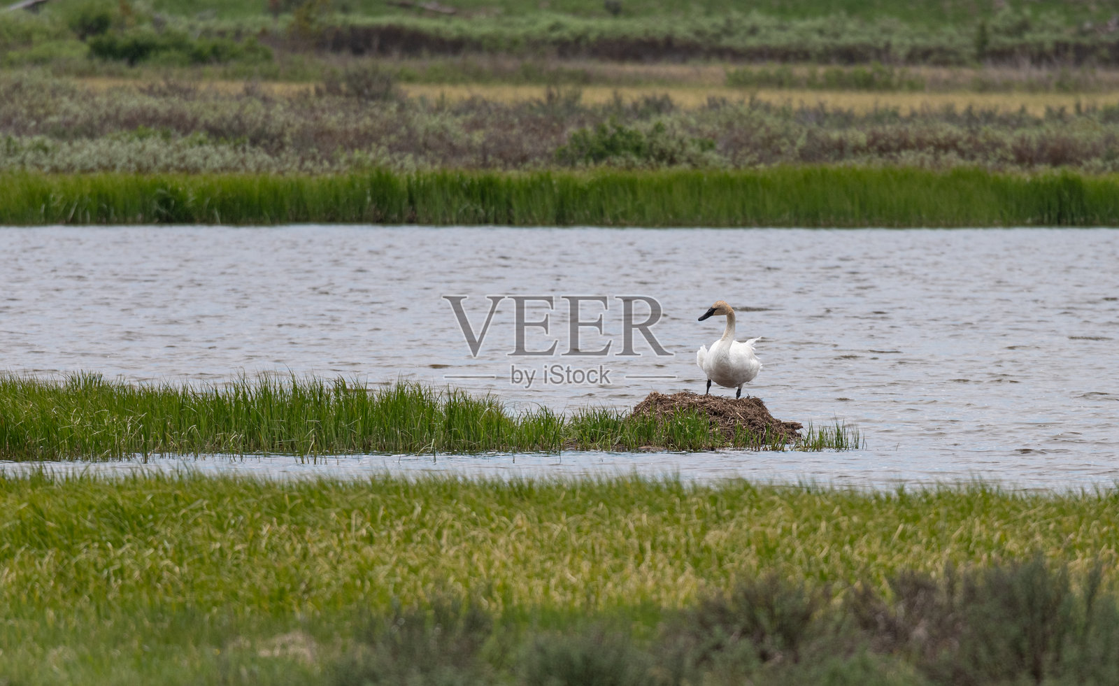 黄石国家公园（美国怀俄明州）中的号角天鹅（Cygnus buccinator）在巢中。照片摄影图片