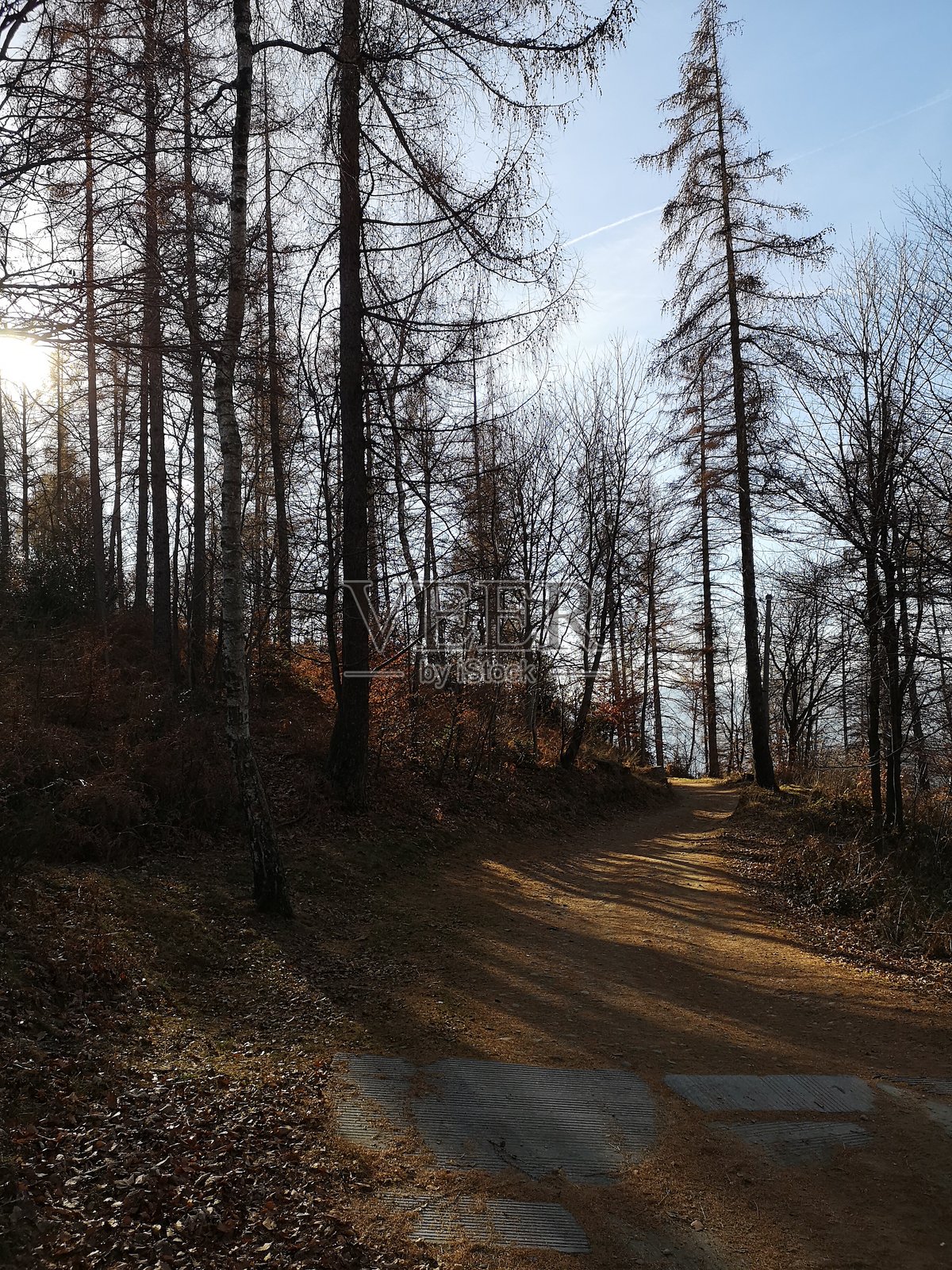 阳光明媚的森林小径（诺瓦拉省）照片摄影图片