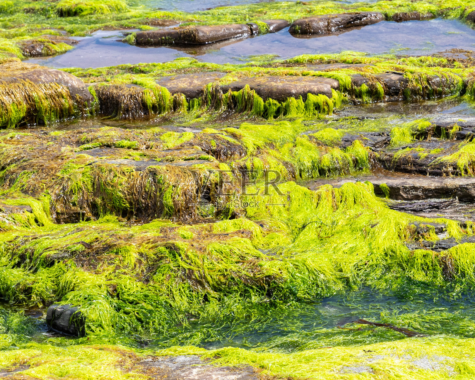 岩石上的藻类照片摄影图片