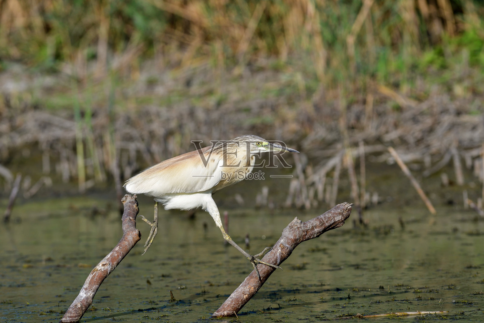 白琵鹭 (Ardeola ralloides)照片摄影图片