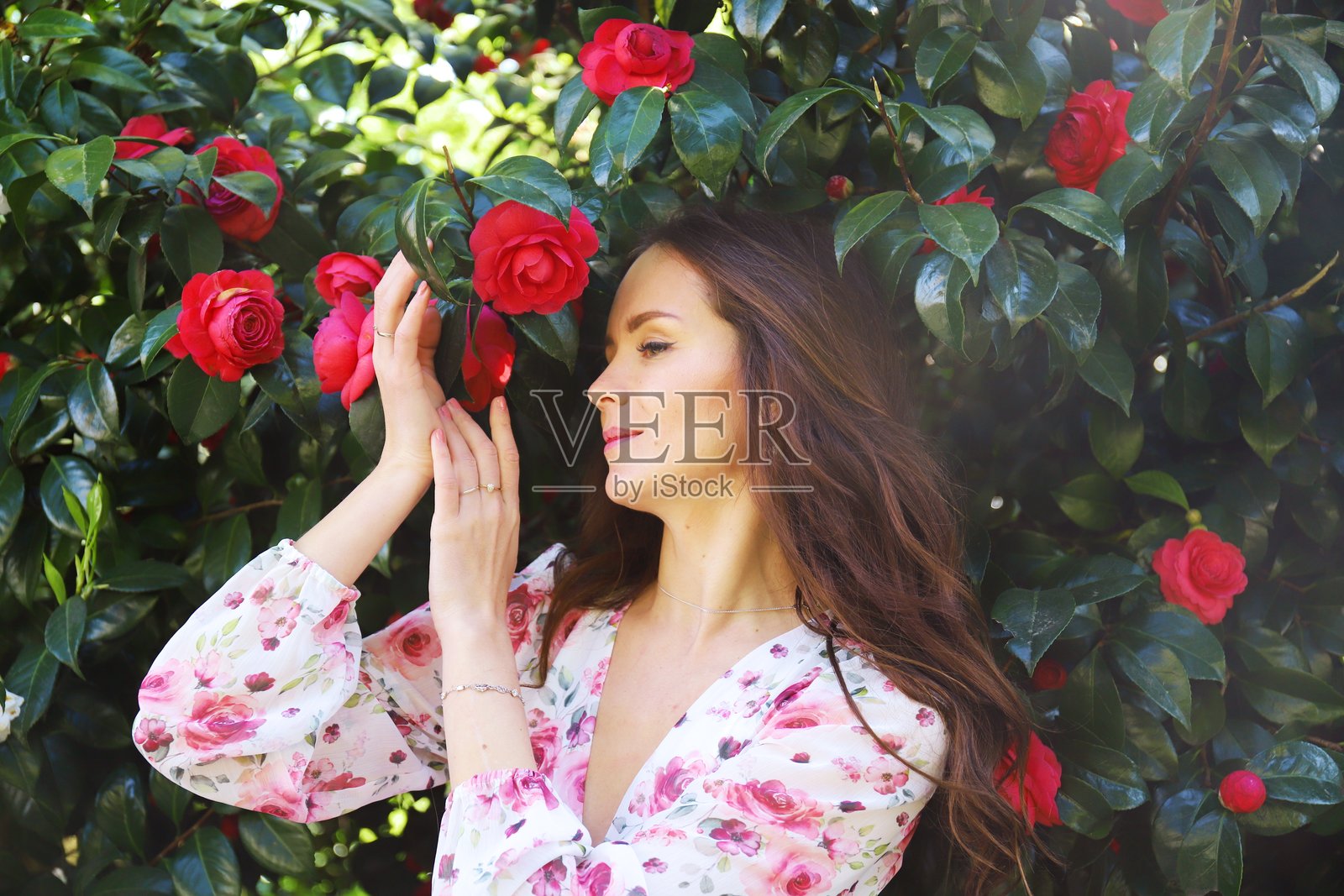 女人在春天的花园里触摸红色山茶花照片摄影图片