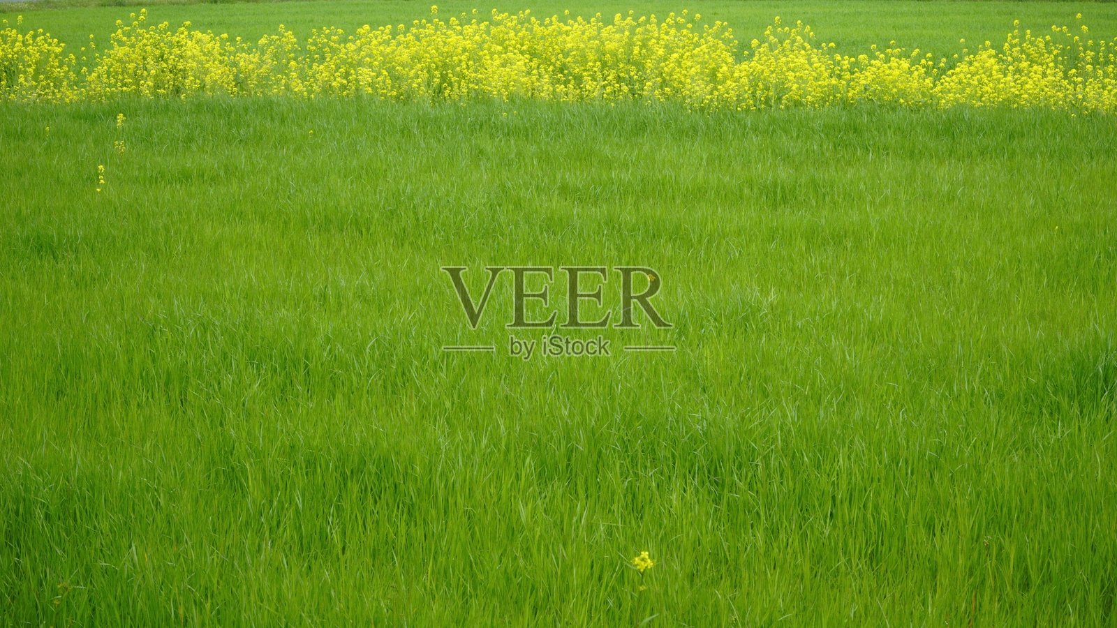 田野中盛开的黄色油菜花照片摄影图片