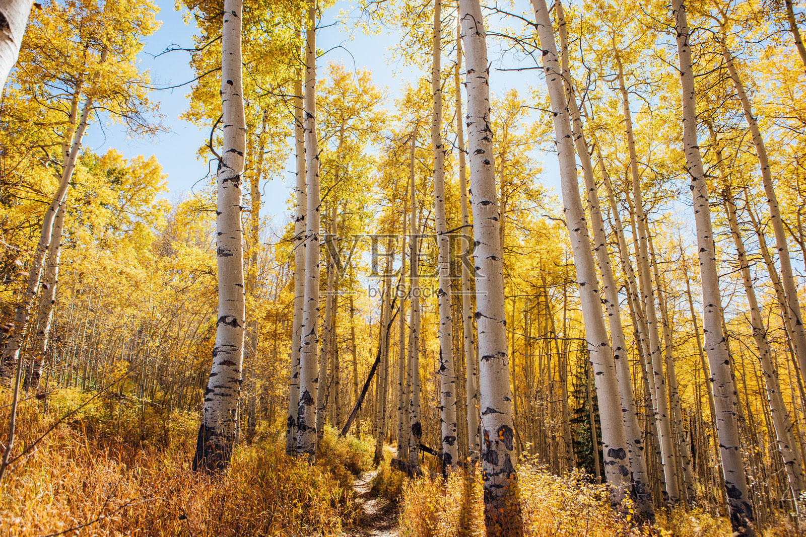 科罗拉多州比佛溪的秋季树叶照片摄影图片