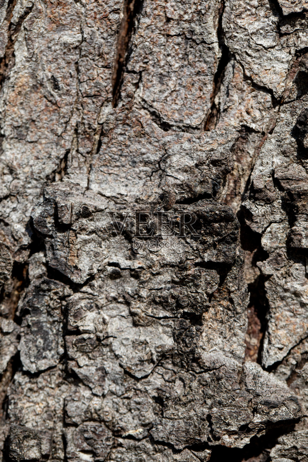 树皮的细致纹理特写，适合自然和纹理研究照片摄影图片