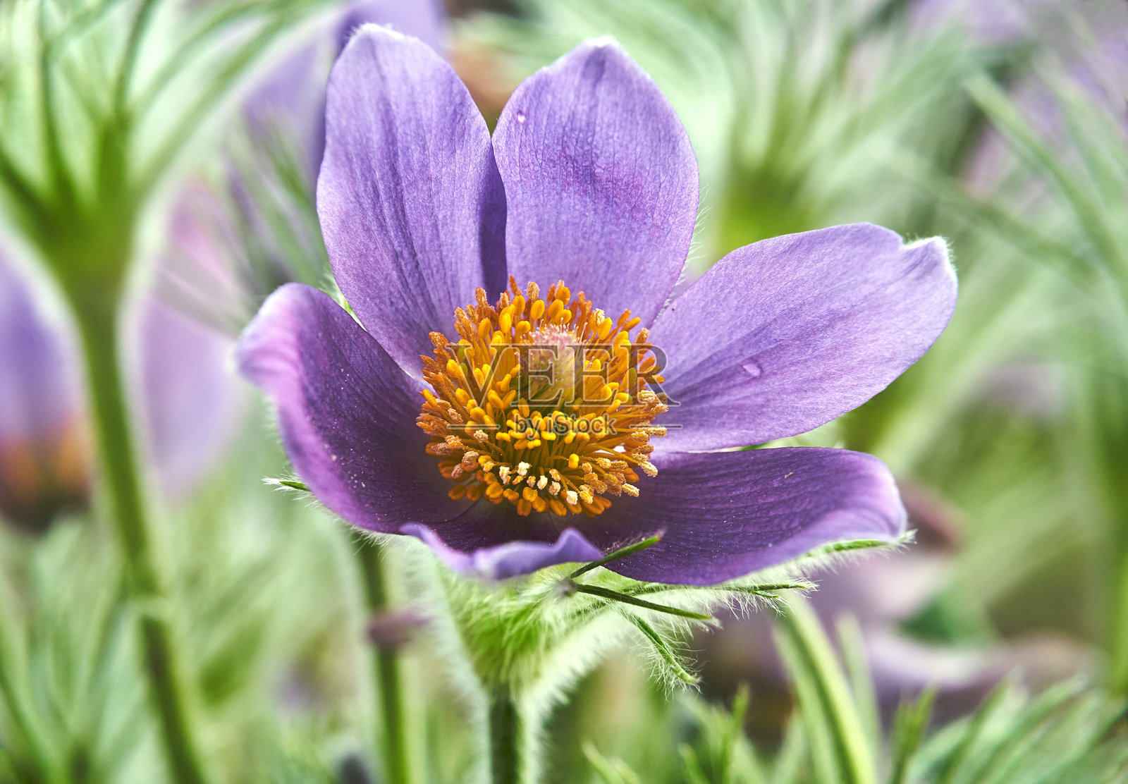 紫色盛开的报春花在花园中的细节照片摄影图片
