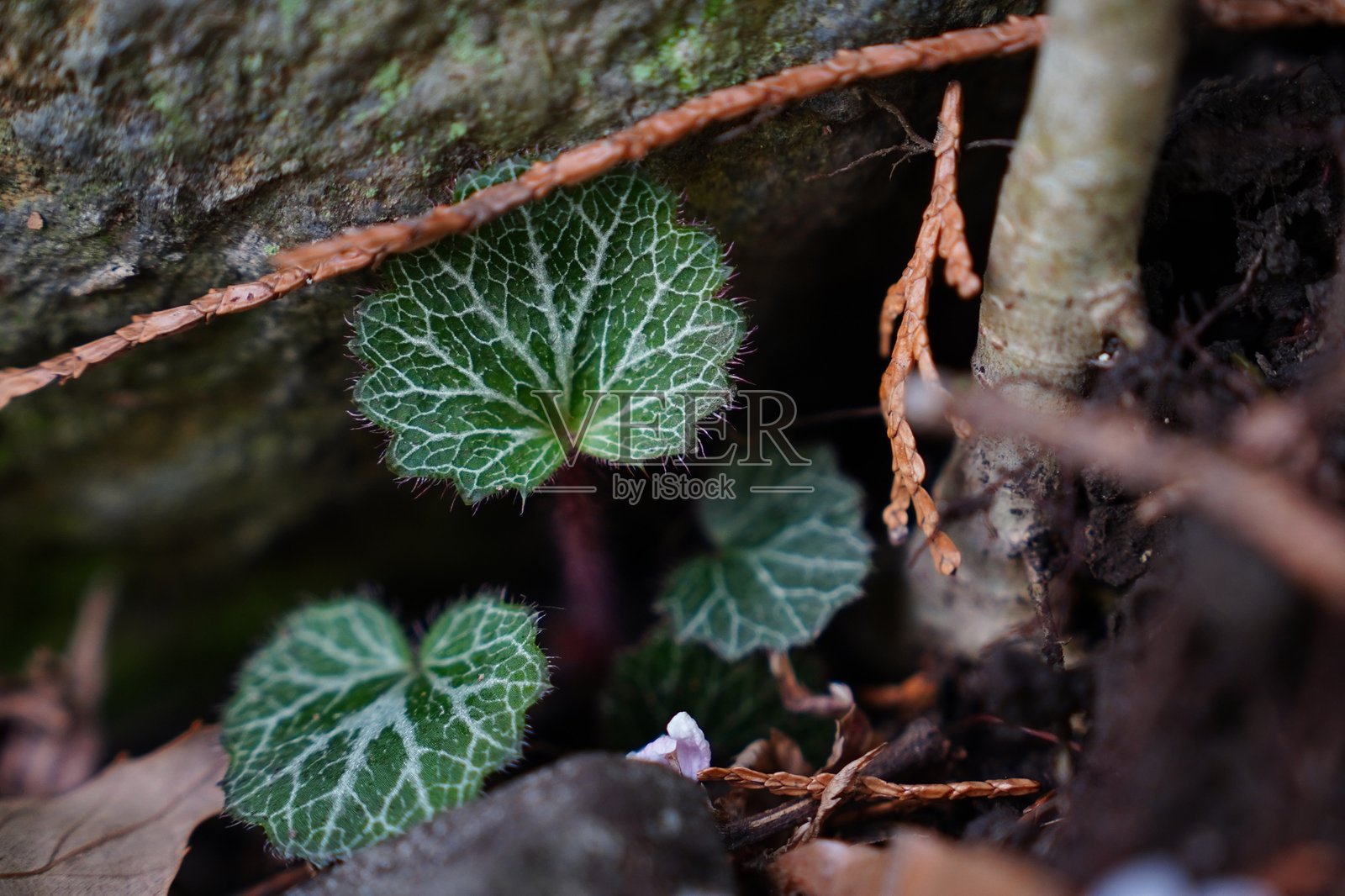 新鲜的绿叶从黑土中冒出，周围环绕着森林环境中的自然纹理和元素照片摄影图片