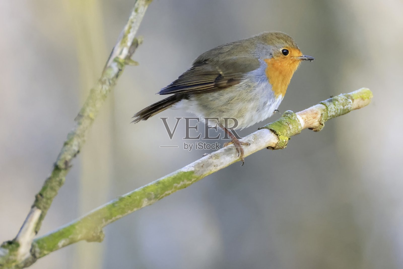 小树枝上的知更鸟照片摄影图片