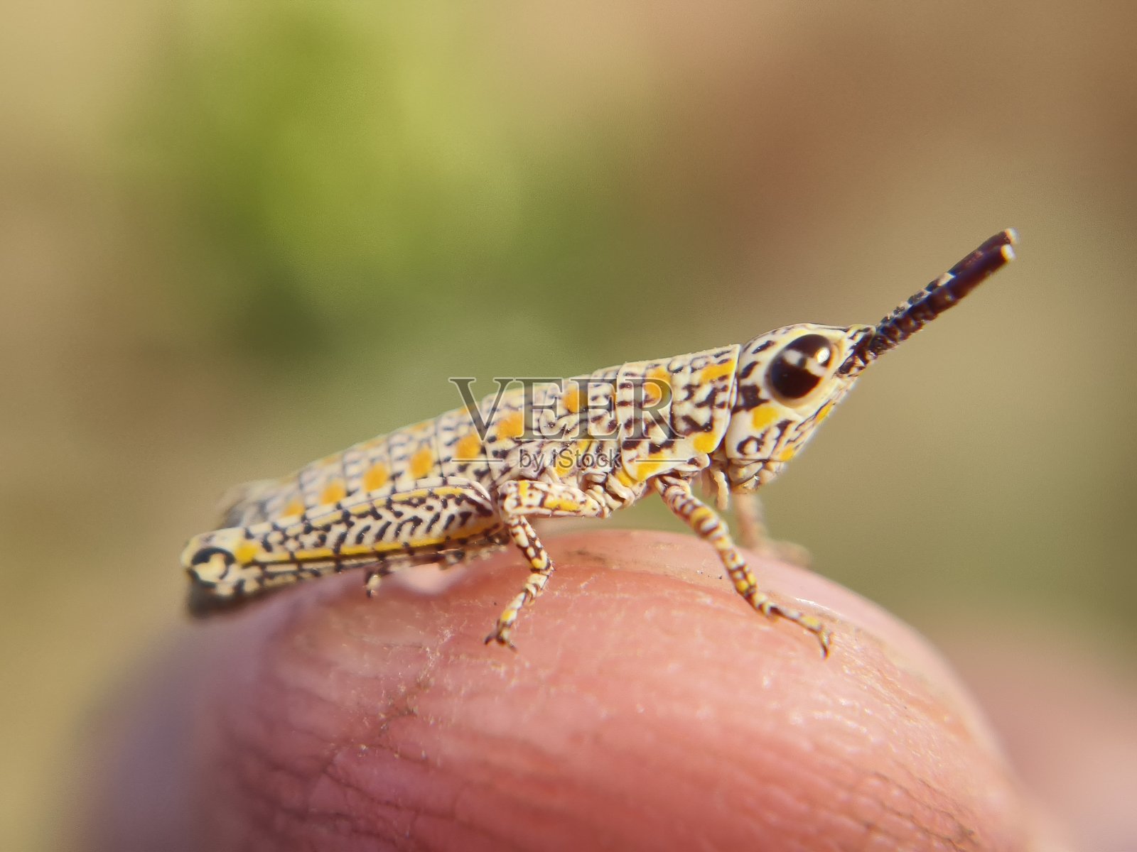 小蚱蜢，小型蚱蜢照片摄影图片