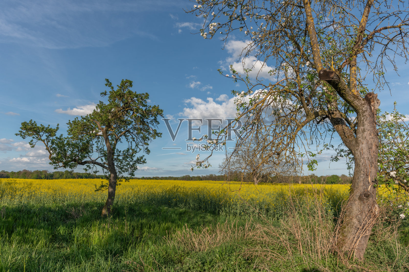 三棵树在开满黄色花朵的田野中。照片摄影图片