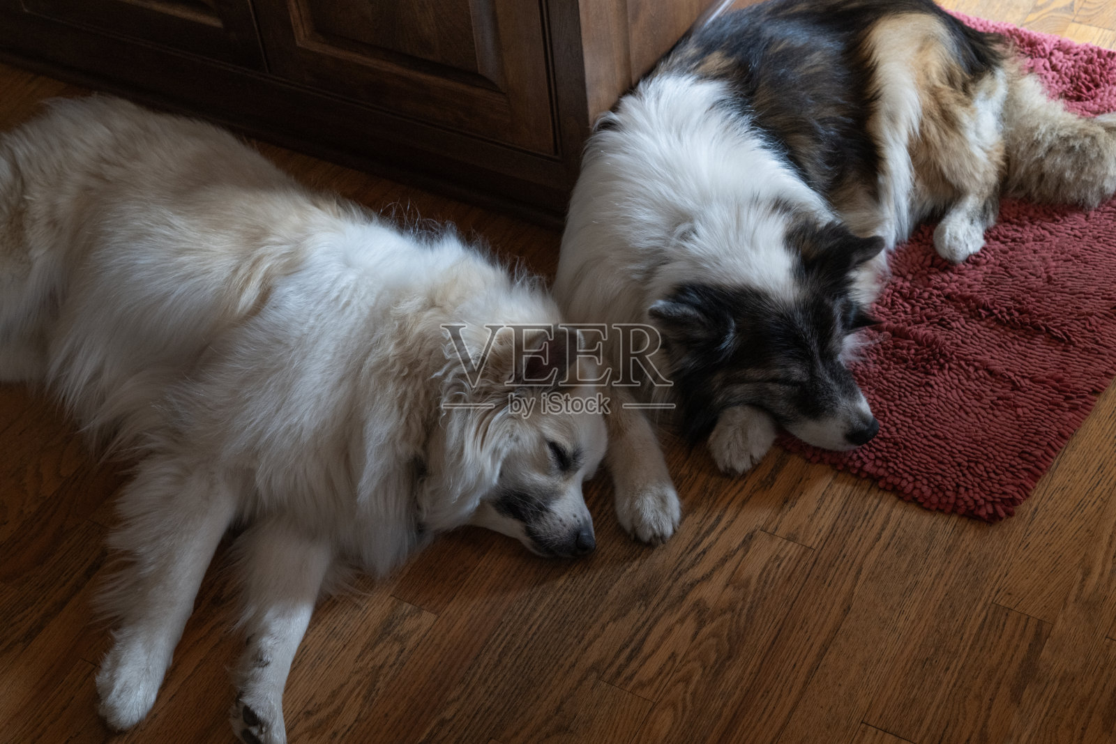 失去狗兄弟的感受照片摄影图片