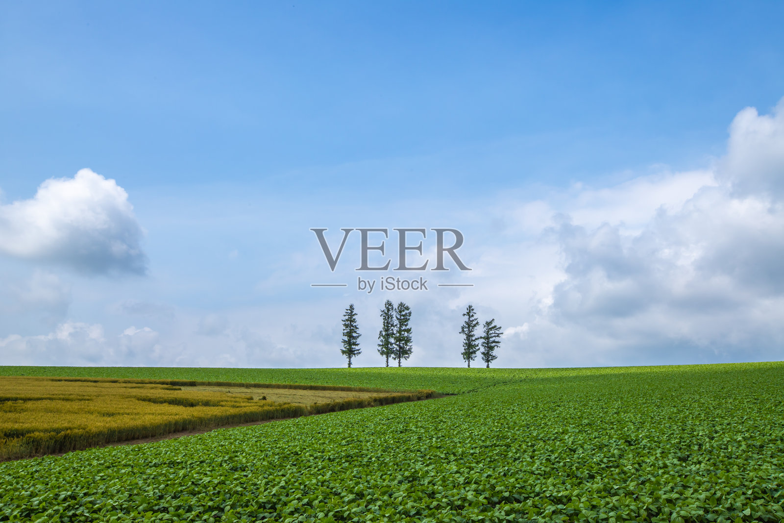 美瑛的温和七号山，北海道照片摄影图片