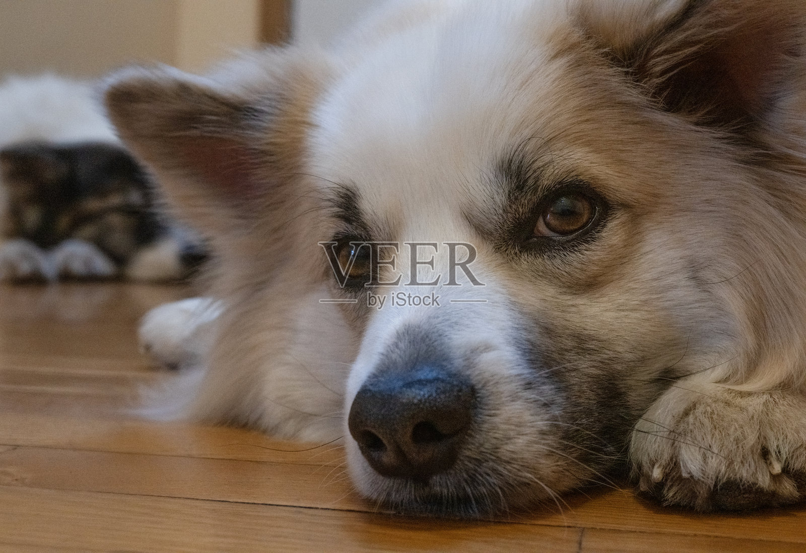 失去狗狗兄弟的感受照片摄影图片