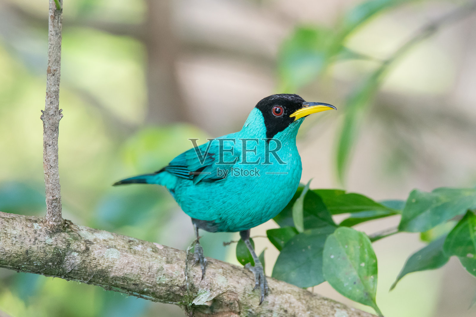 绿色蜂鸟照片摄影图片