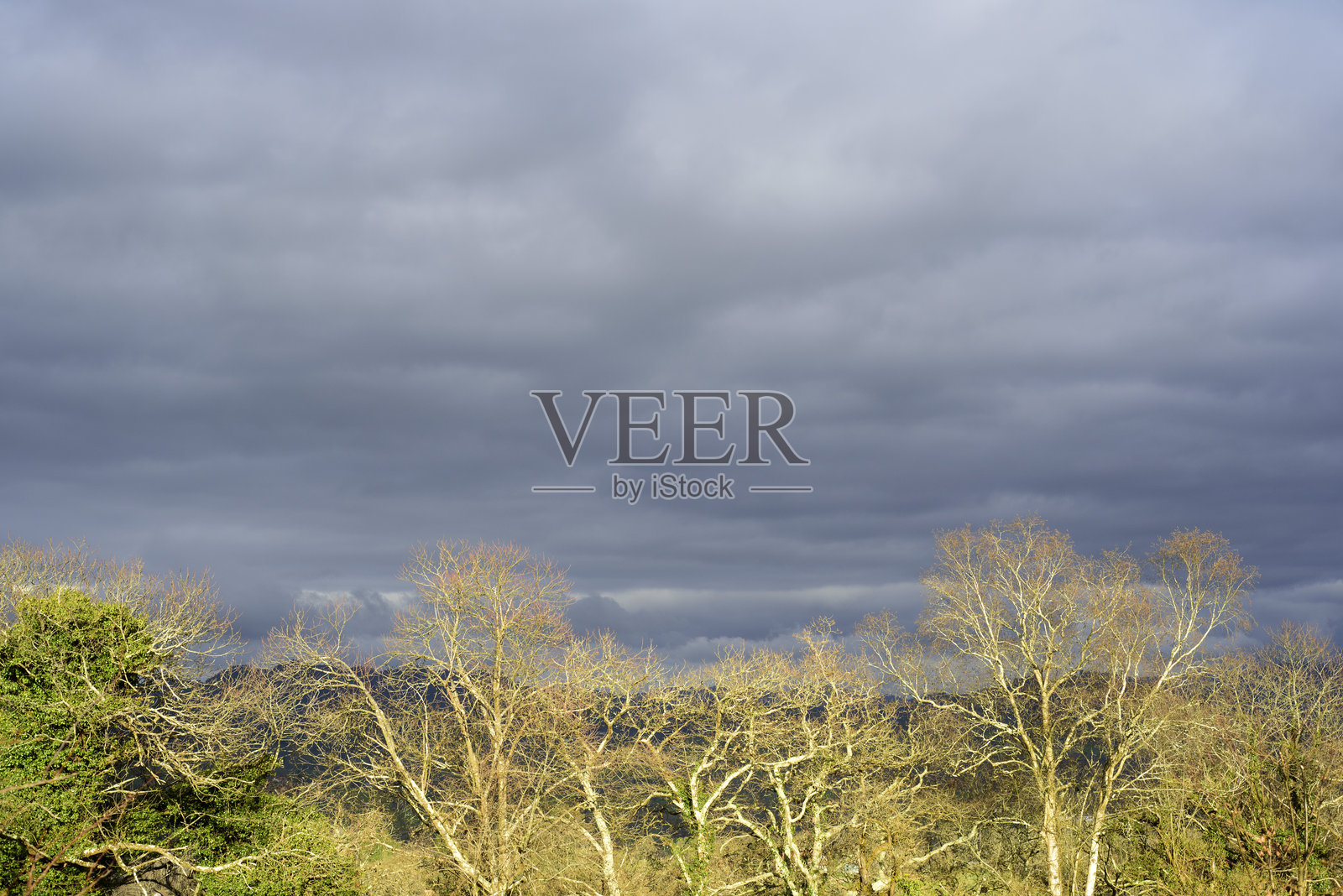 光秃的树冠在阴云密布的天空下照片摄影图片