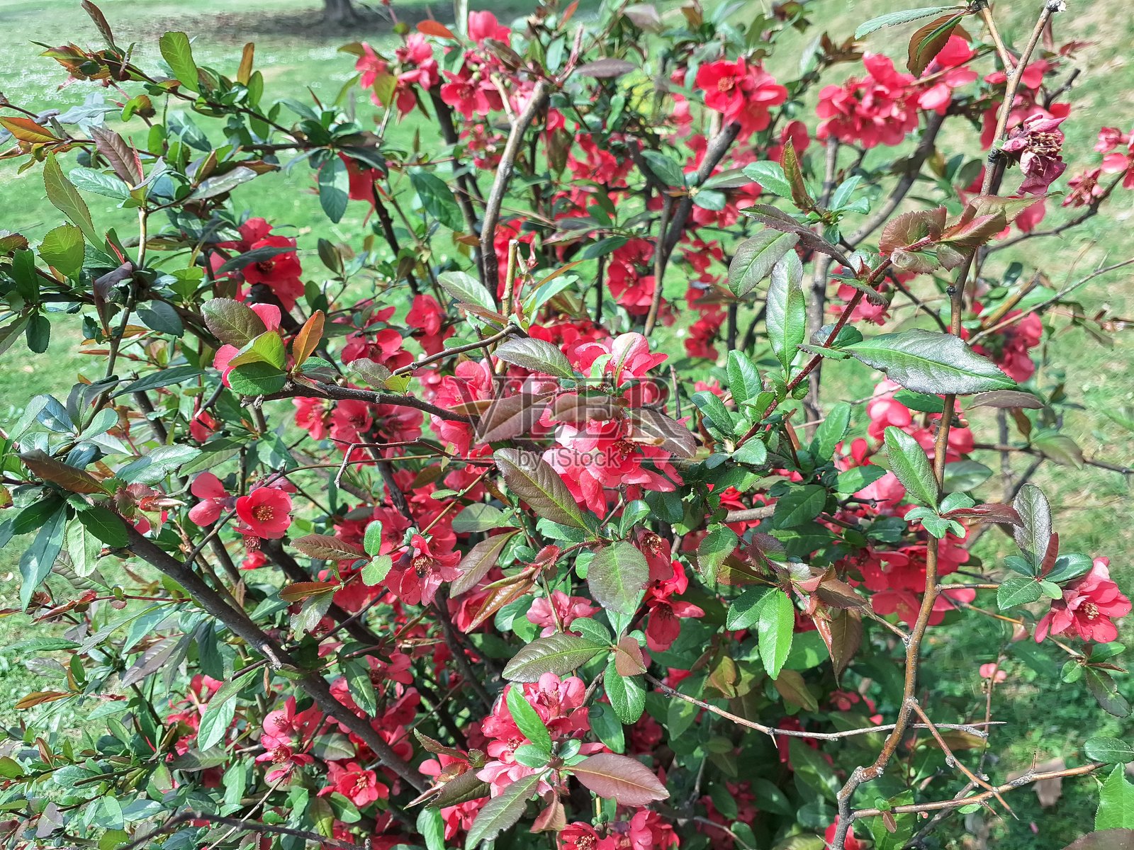 花梨果，开花的榲桲，中国榲桲，日本榲桲，普什皮特榲桲照片摄影图片