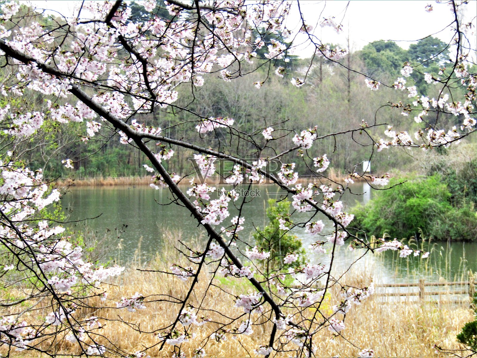 日本。三月。池塘周围的樱花。照片摄影图片