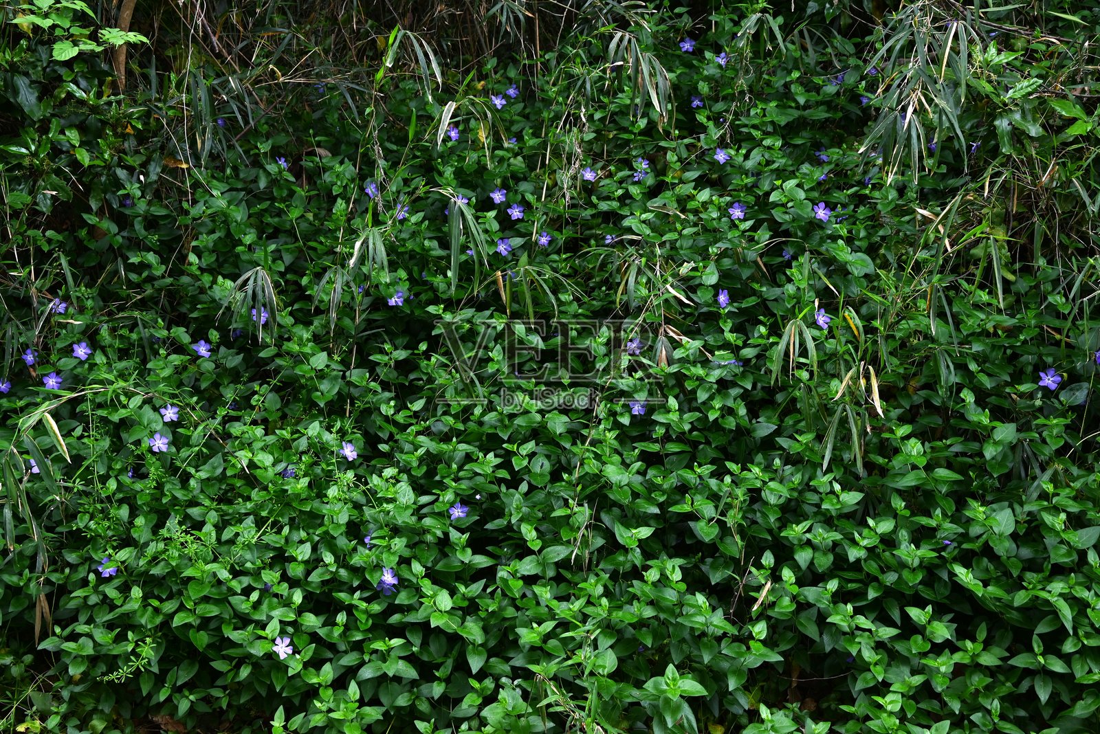 大叶长春花（Vinca major）花朵。夹竹桃科常绿藤本植物。照片摄影图片