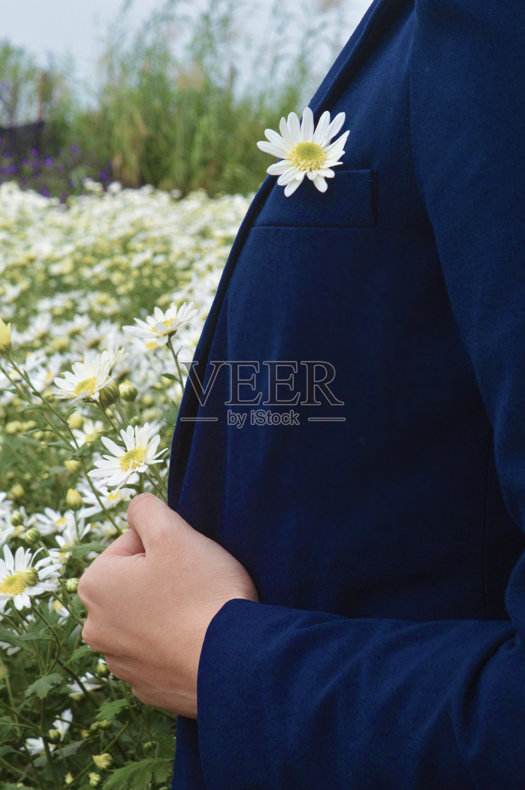 男人在雏菊花田背景下特写握着深海军蓝色礼服的背心。照片摄影图片