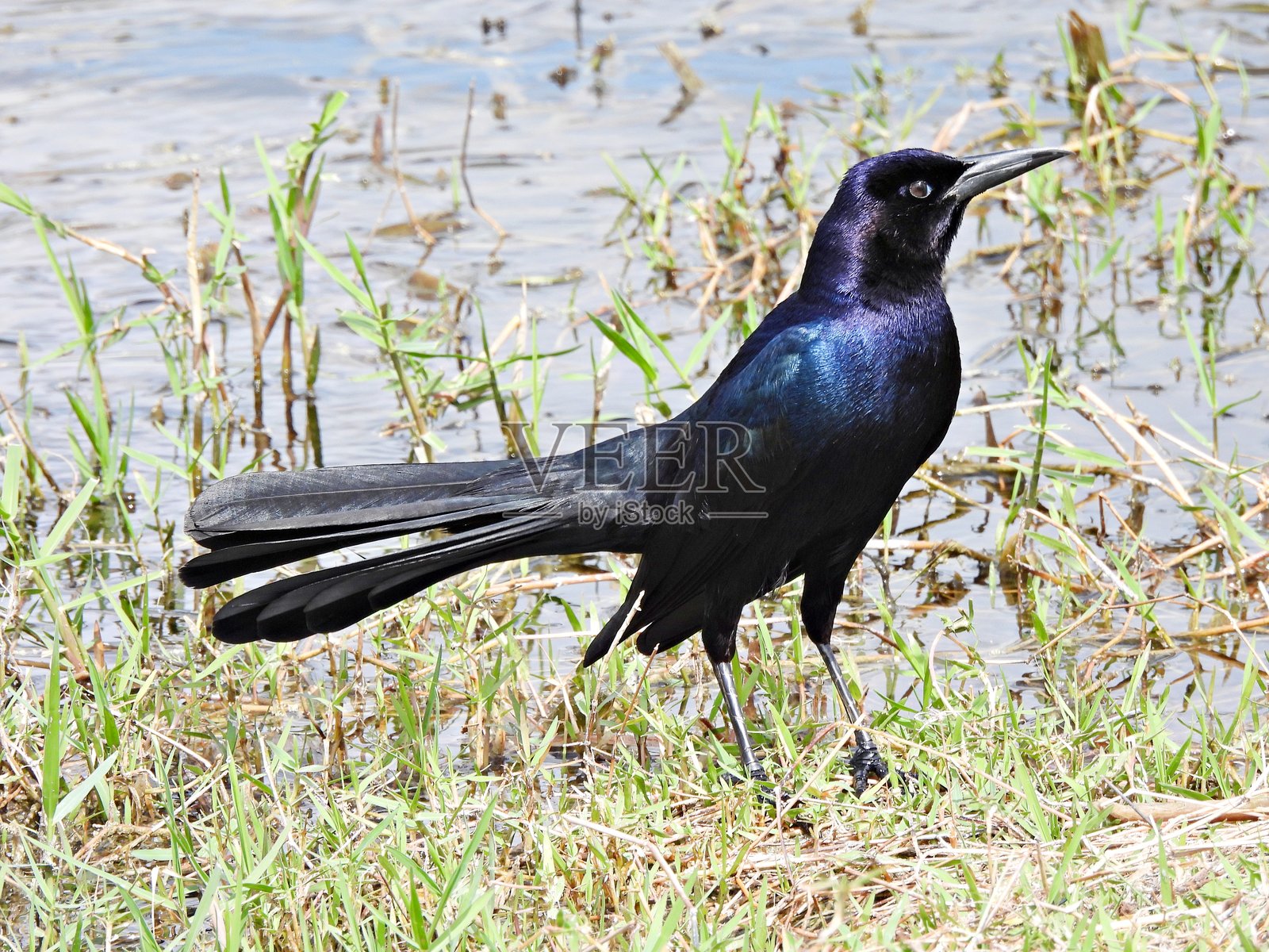 水边的雄性船尾黑鸟（Quiscalus major）照片摄影图片
