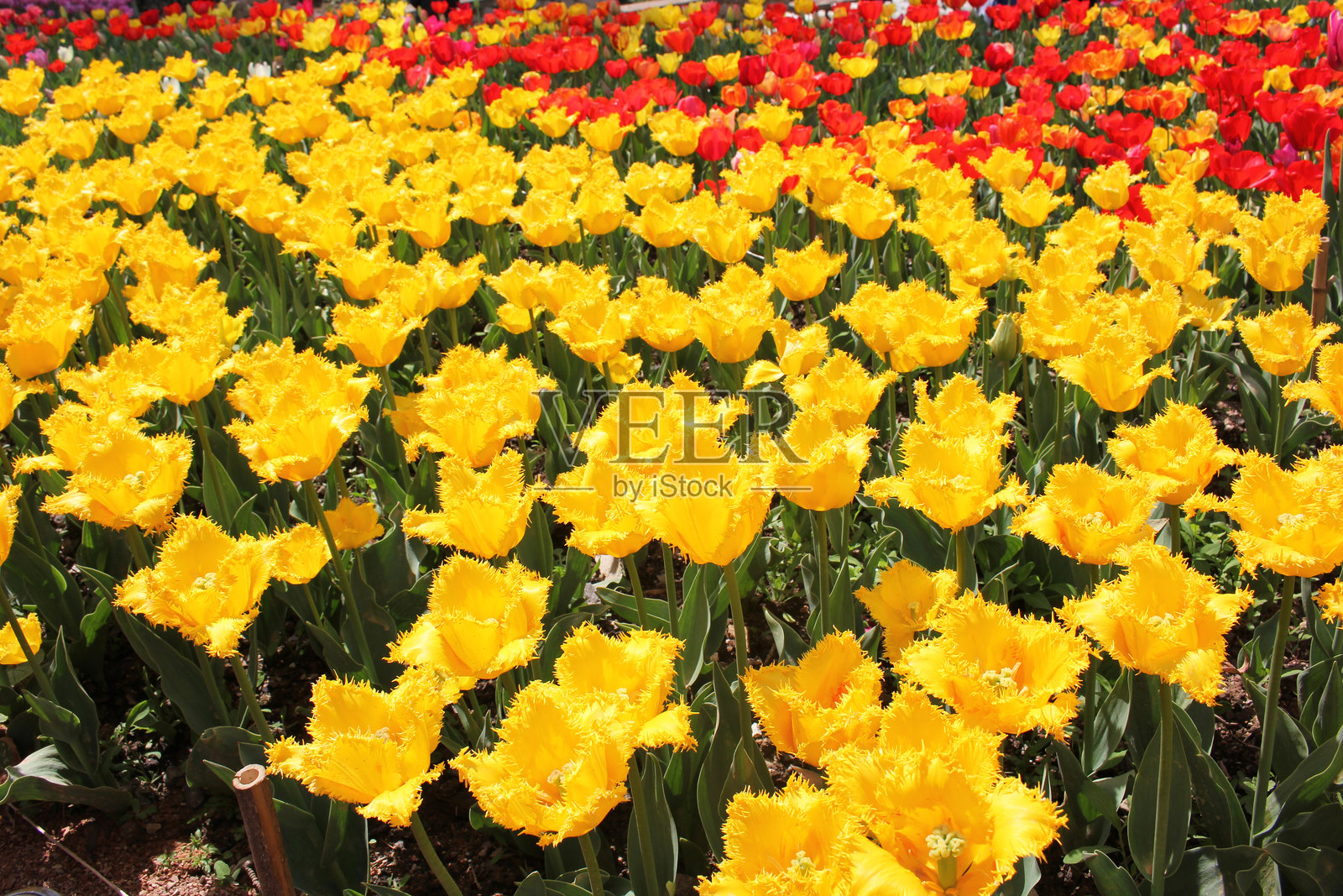 春天盛开的鲜艳黄红色郁金香花田照片摄影图片