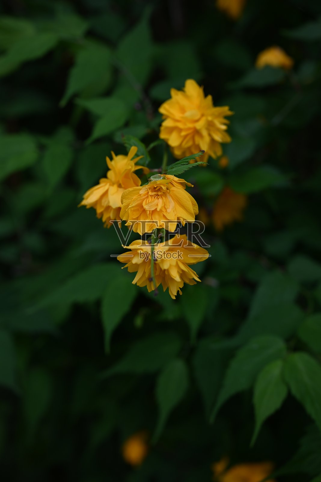 日本的凯莉亚花盛开。双瓣品种。蔷薇科落叶开花灌木。照片摄影图片