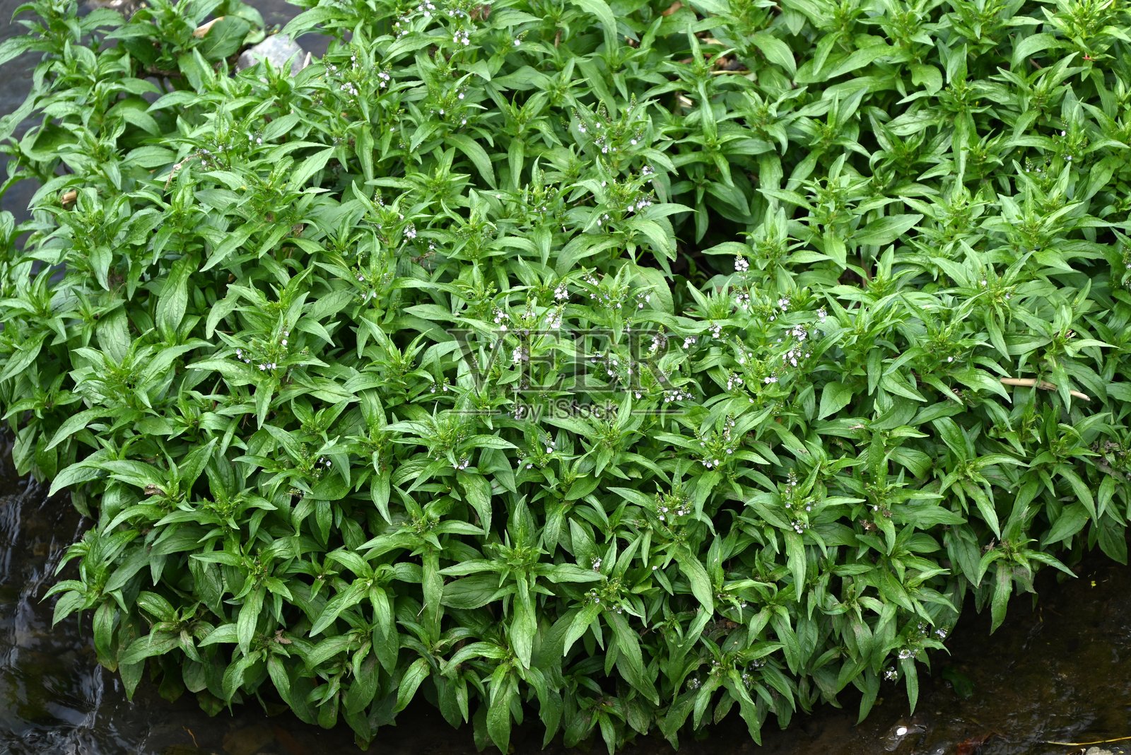 水速生草（Veronica anagallis）花。车前科二年生植物。照片摄影图片