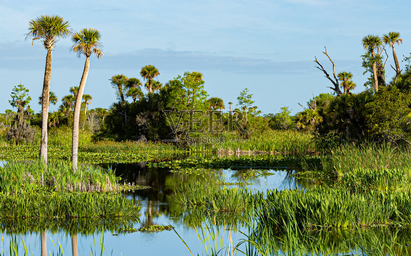 佛罗里达沼泽中的棕榈树吊床照片摄影图片