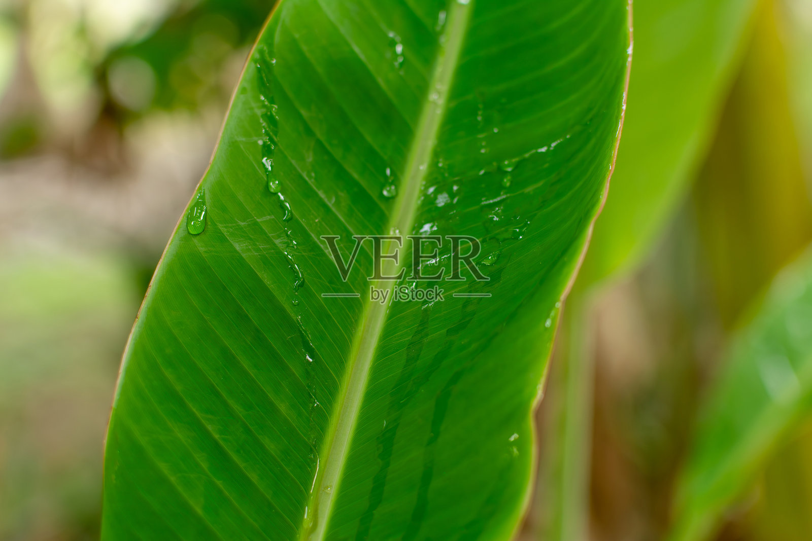 清晨露珠滴落在新鲜绿叶上照片摄影图片