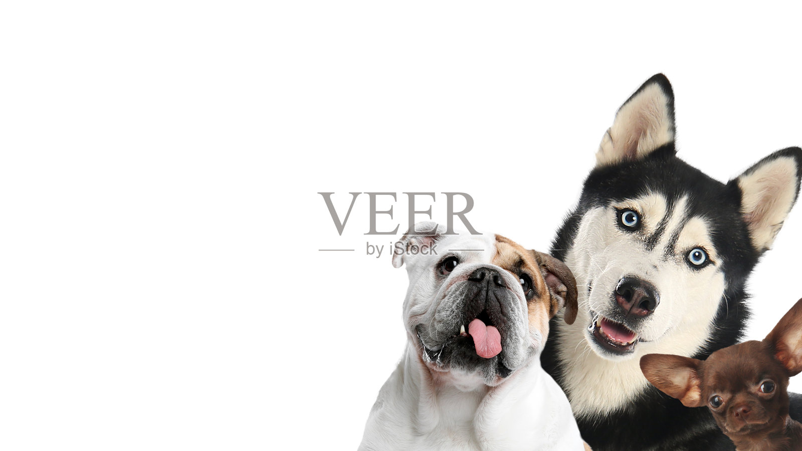 可爱的狗狗在白色背景上。横幅设计留有文字空间照片摄影图片