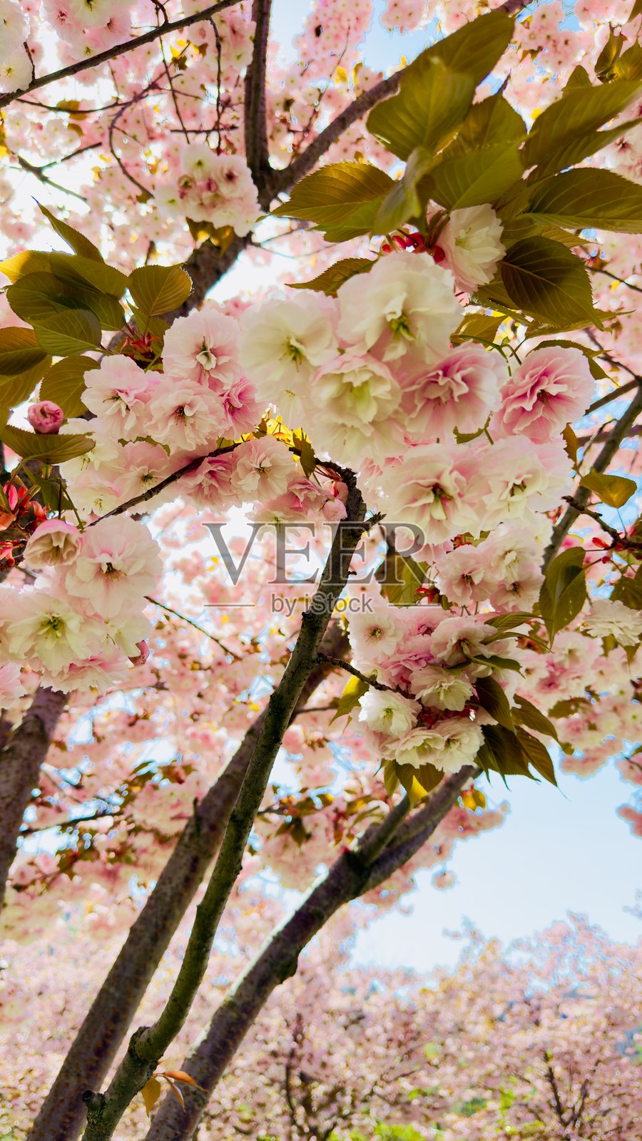 春日阳光下的樱花盛开照片摄影图片