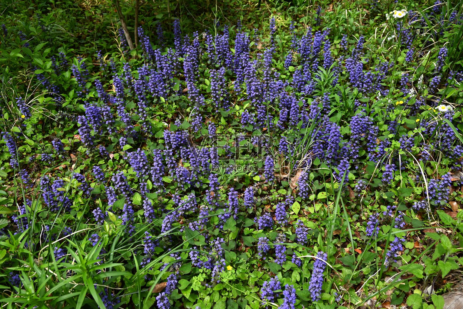 常见的蓝钟花（Ajuga reptans）花。唇形科常绿多年生植物。照片摄影图片