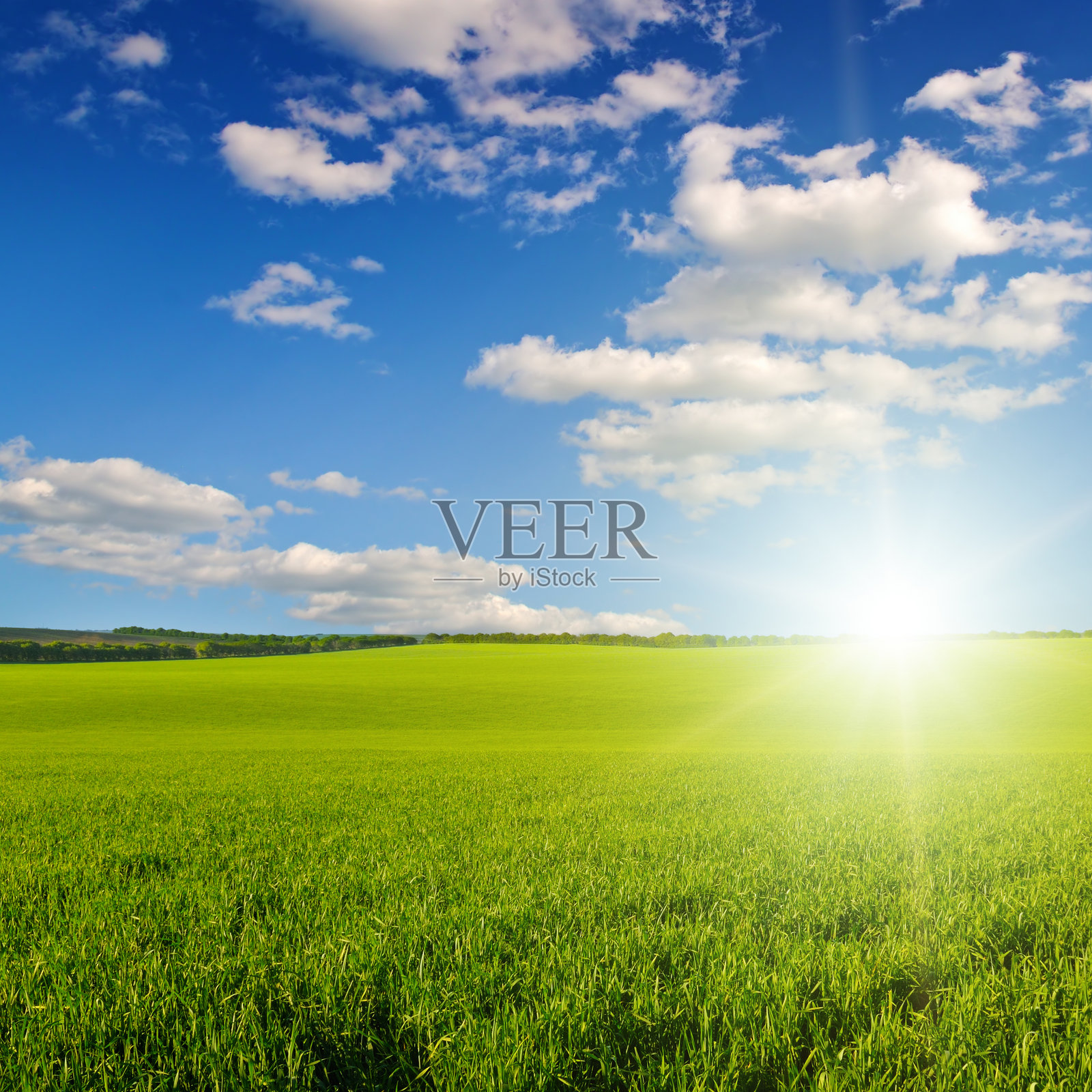 绿色的小麦田和明亮的日出。照片摄影图片