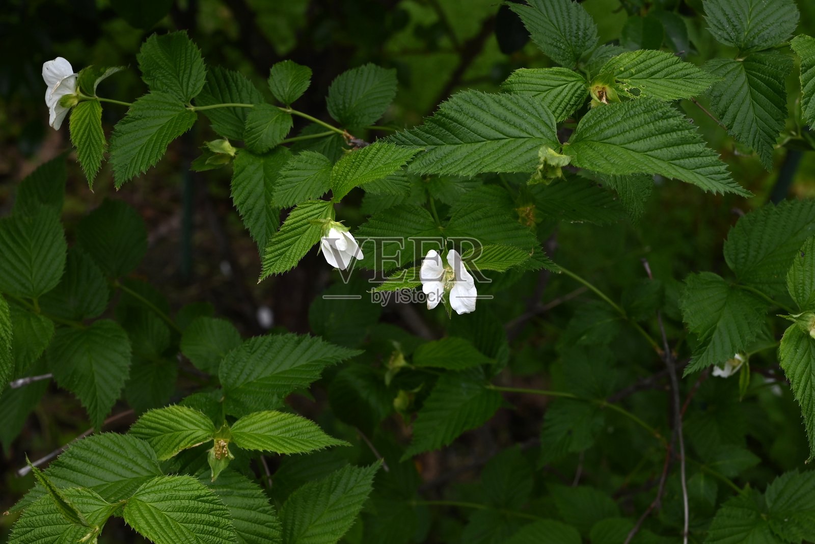 紫珠花（Rhodotypos scandens）。蔷薇科落叶灌木。照片摄影图片