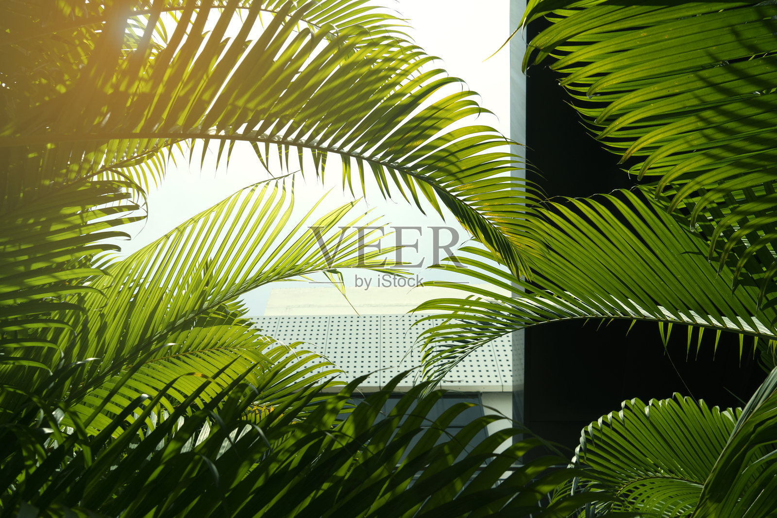 绿色生活与商业理念，净零排放，碳中和。照片摄影图片