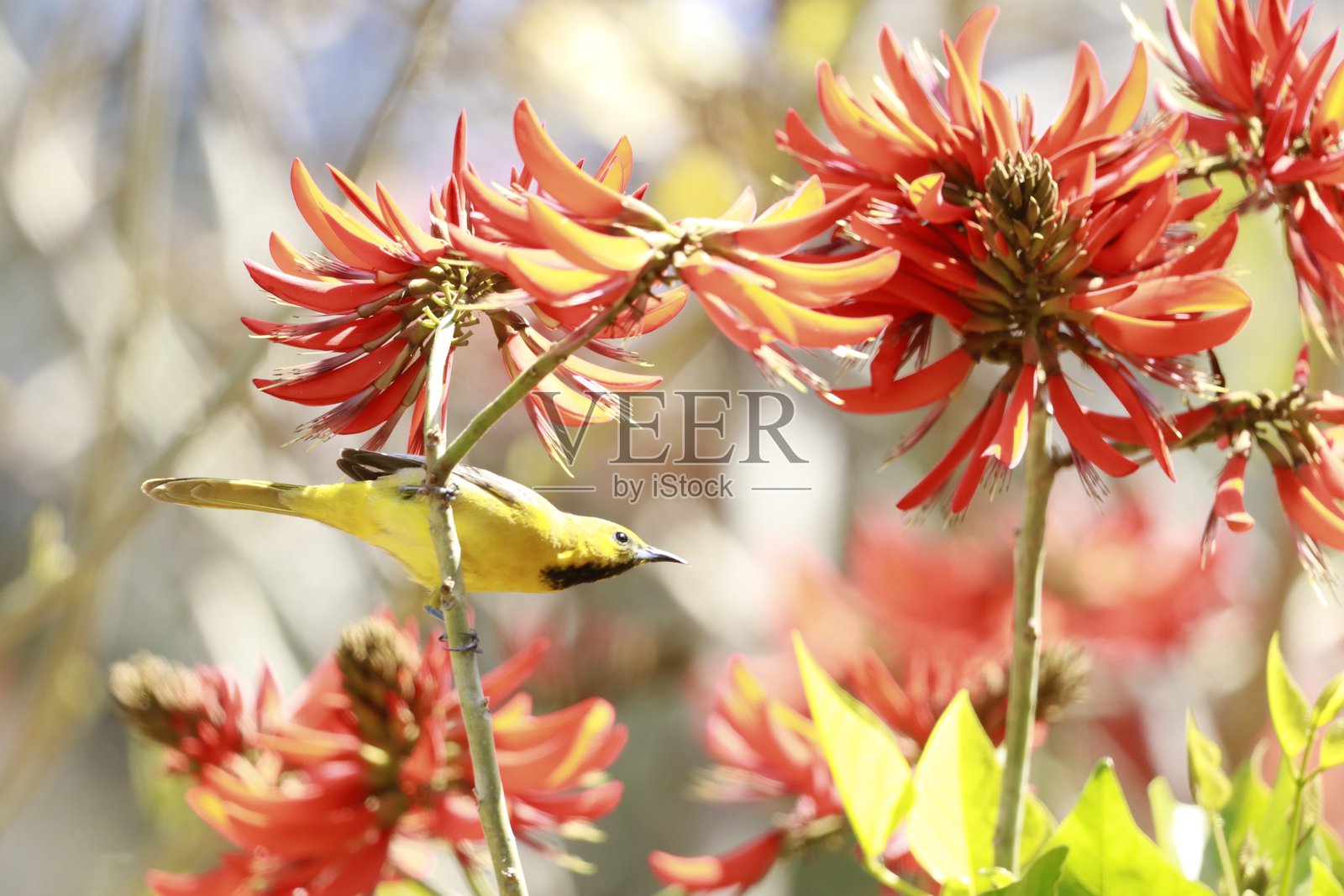 兜帽黄鹂照片摄影图片