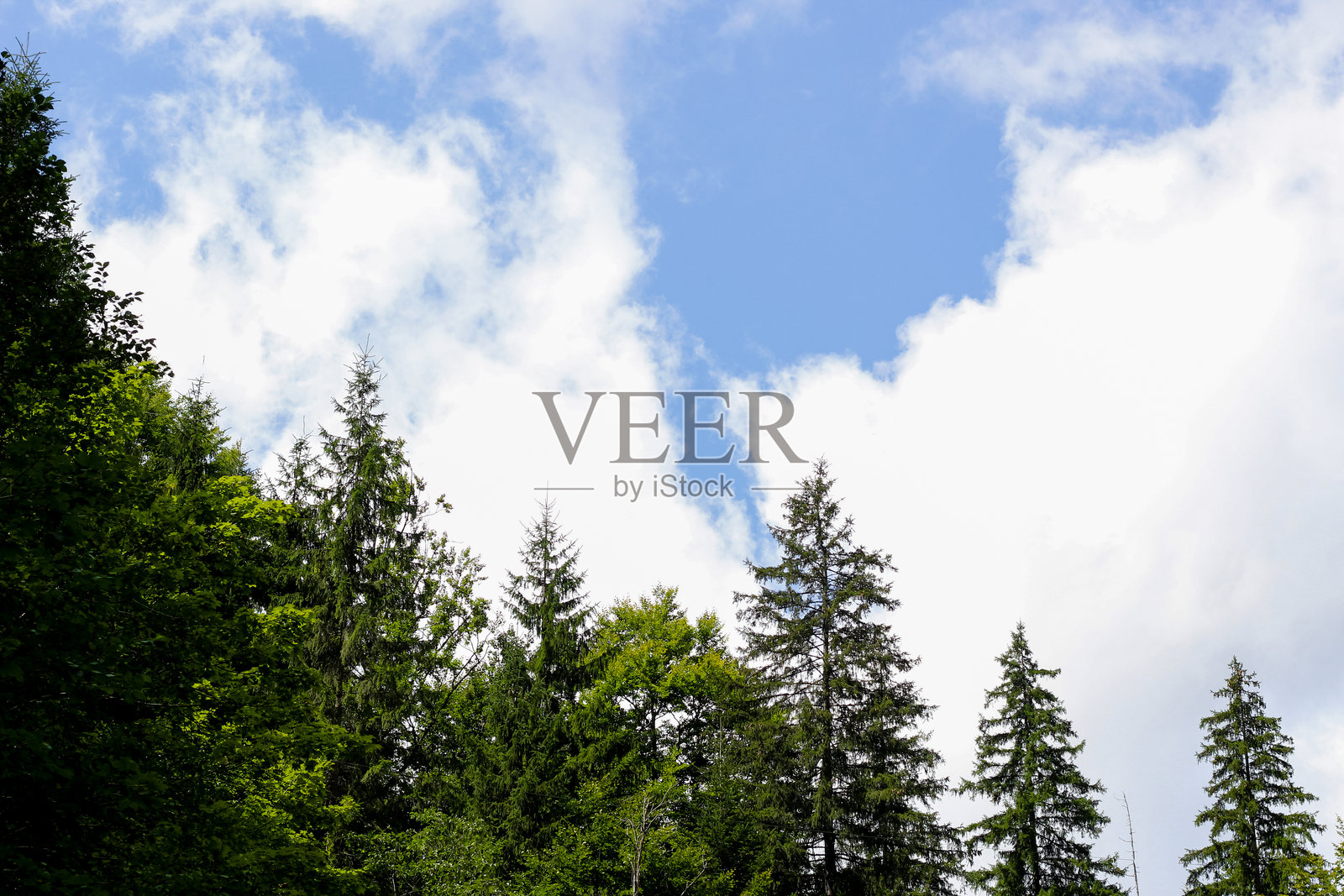 郁郁葱葱的树木向明亮的蓝天伸展，蓝天中飘着蓬松的白云，营造出宁静的森林景象。照片摄影图片