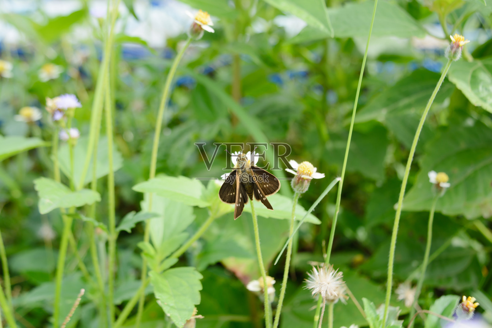 Borbo Cinnara 蝴蝶在花上吸取花蜜照片摄影图片